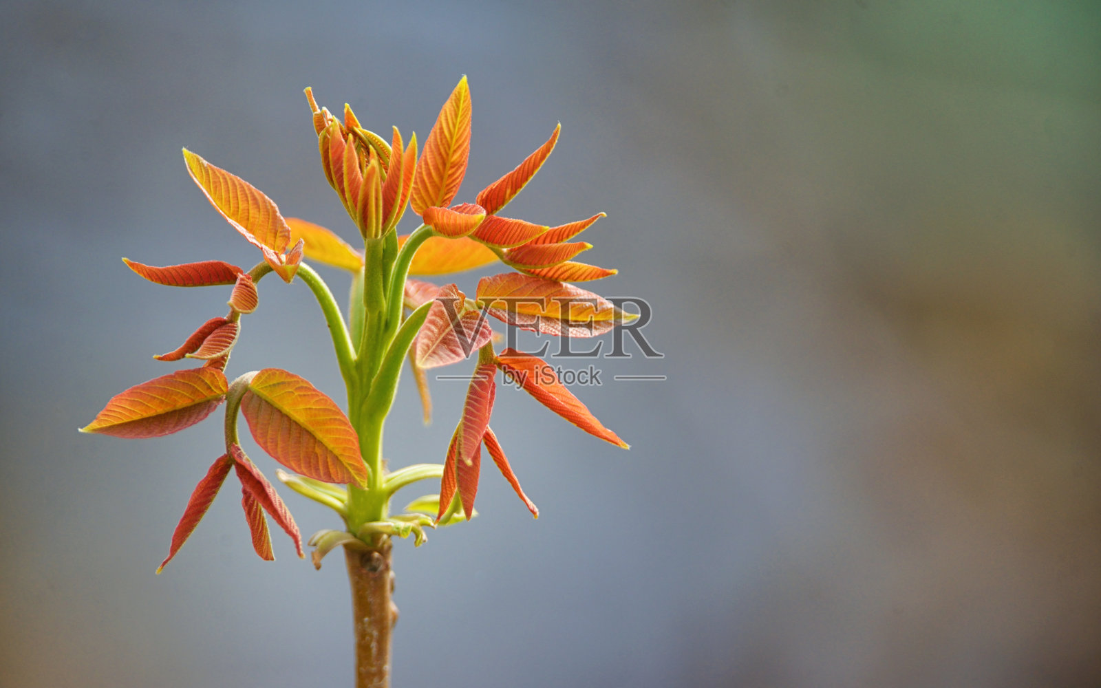 近照核桃树幼芽照片摄影图片