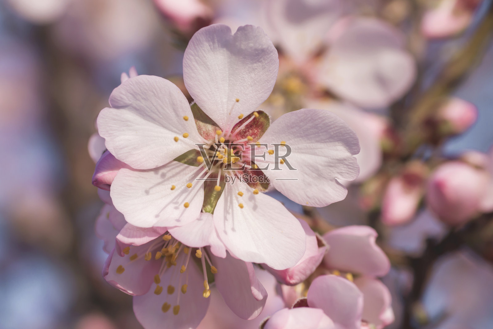 杏树近距离开花照片摄影图片