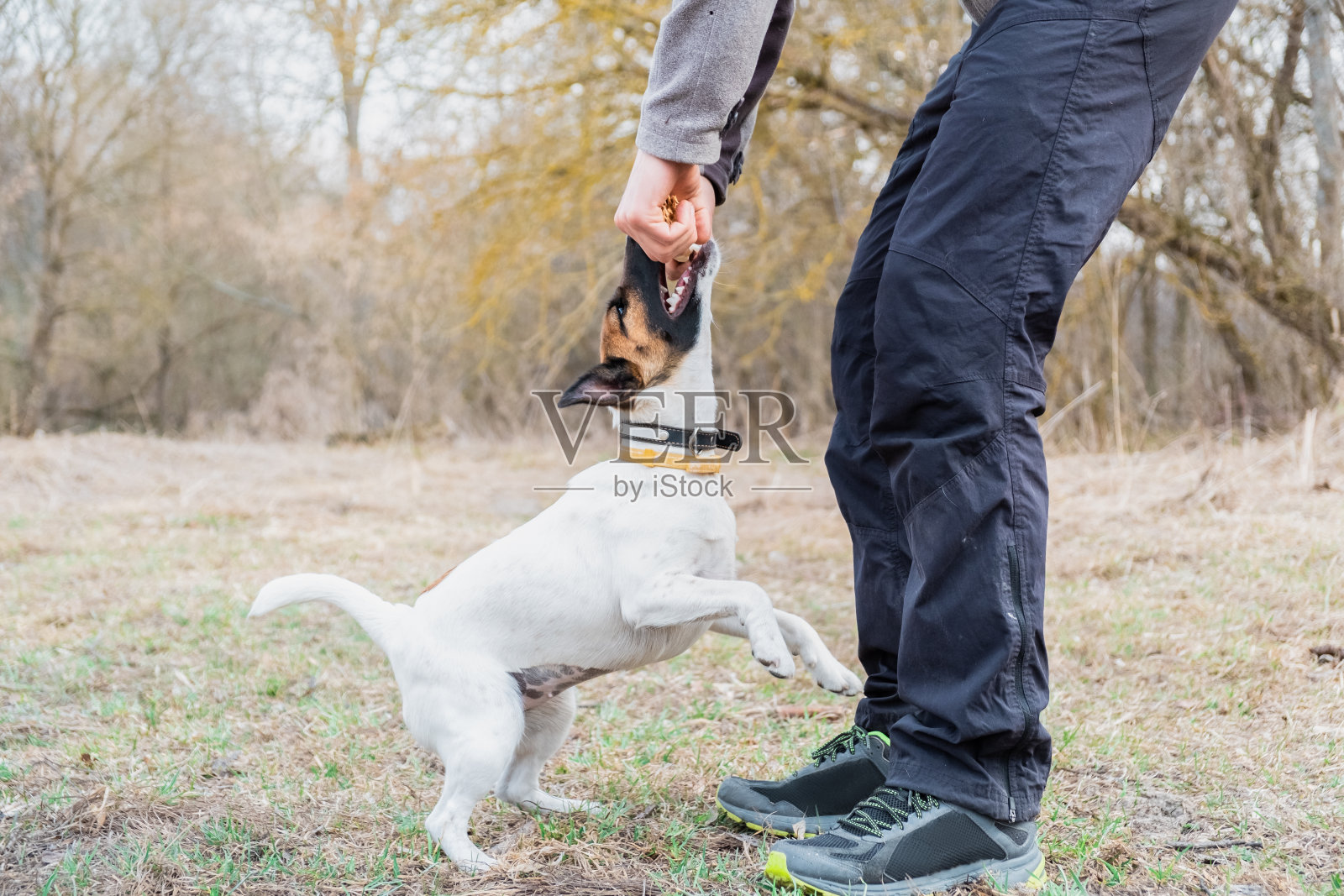 光滑的小狐犬和它的主人在公园里玩照片摄影图片