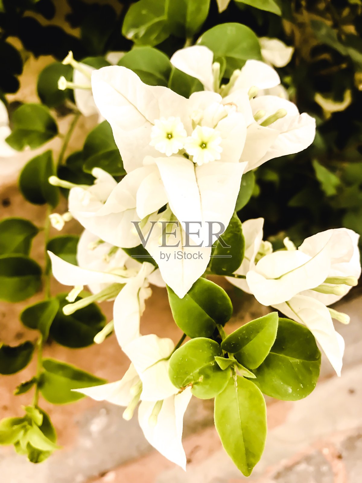 白色的花照片摄影图片