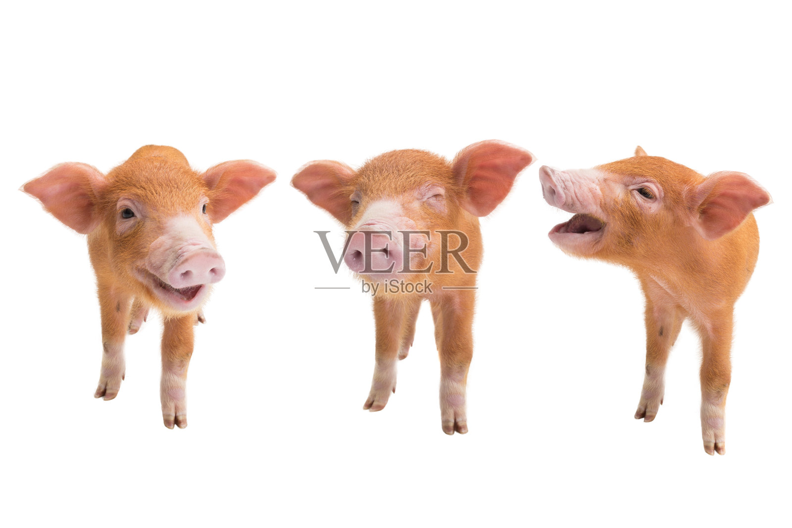 三只小猪孤立在一只白色的照片摄影图片