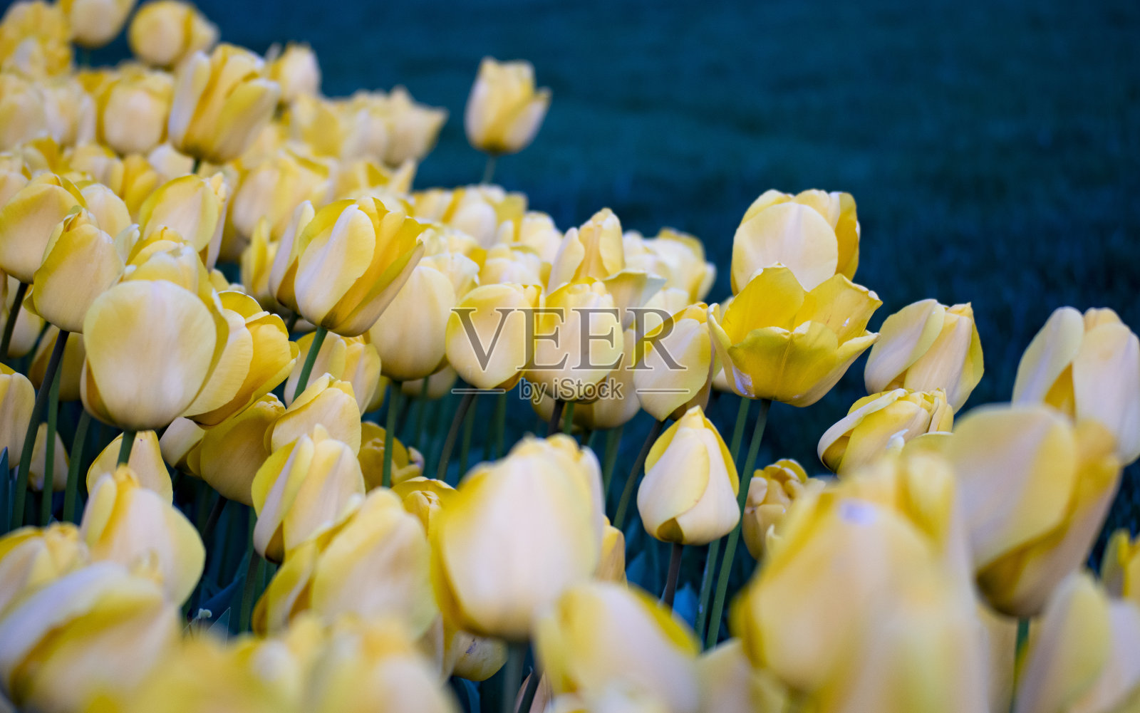 春天盛开的郁金香。照片摄影图片