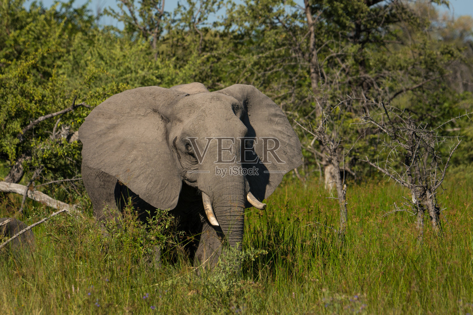 大象在绿草地上走着,耳朵睁得大大的照片摄影图片