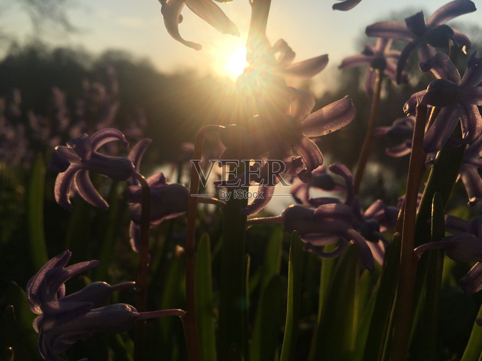 纽约曼哈顿中央公园的春天日出。照片摄影图片