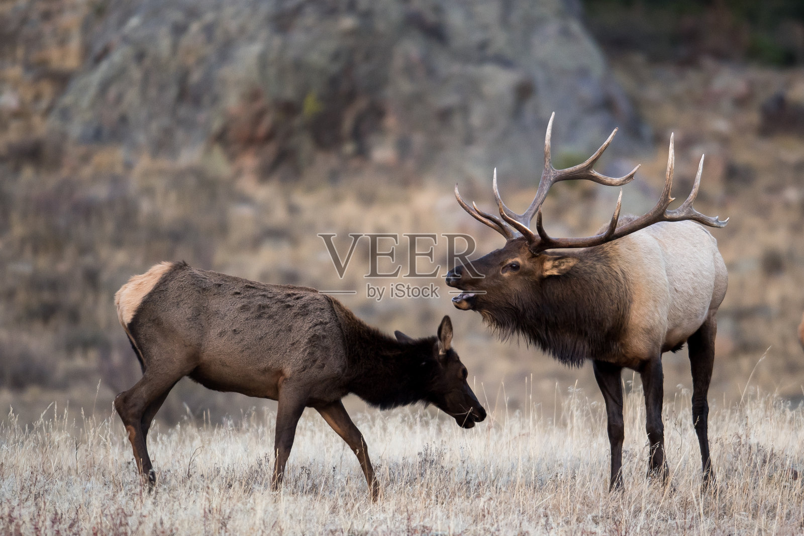 科罗拉多公麋鹿照片摄影图片