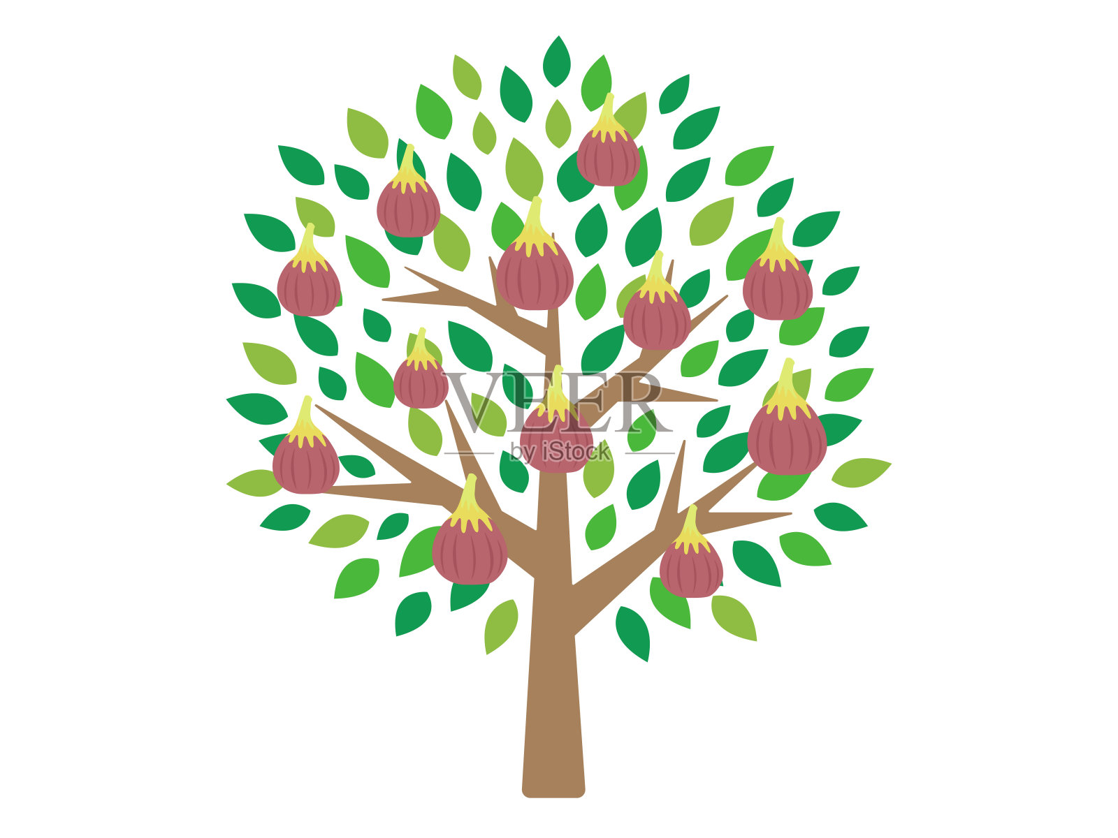 无花果插画图片素材