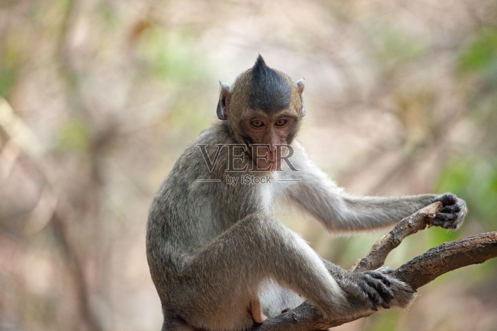 可爱的猴子照片摄影图片