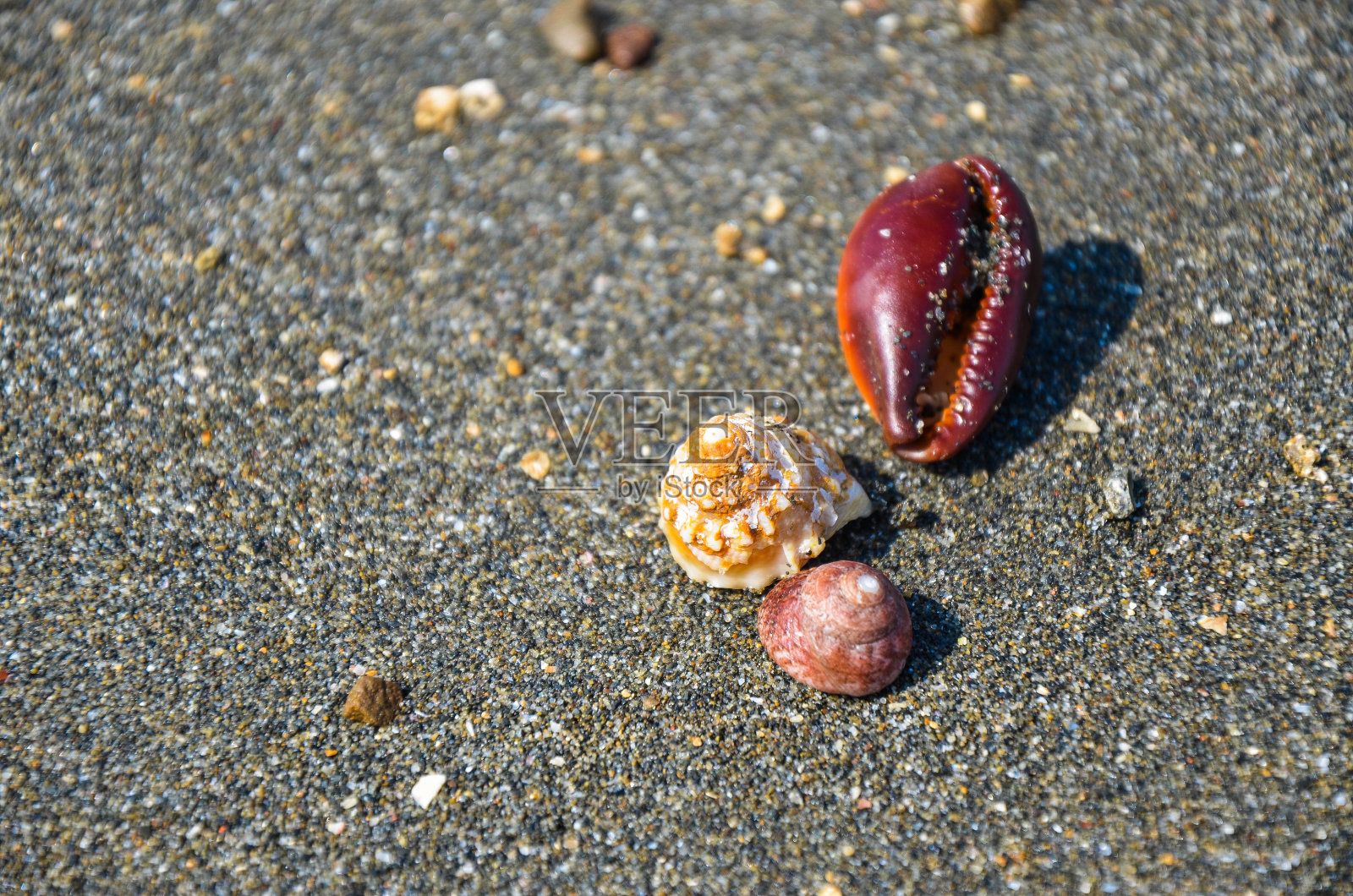 海滩上的贝壳。照片摄影图片