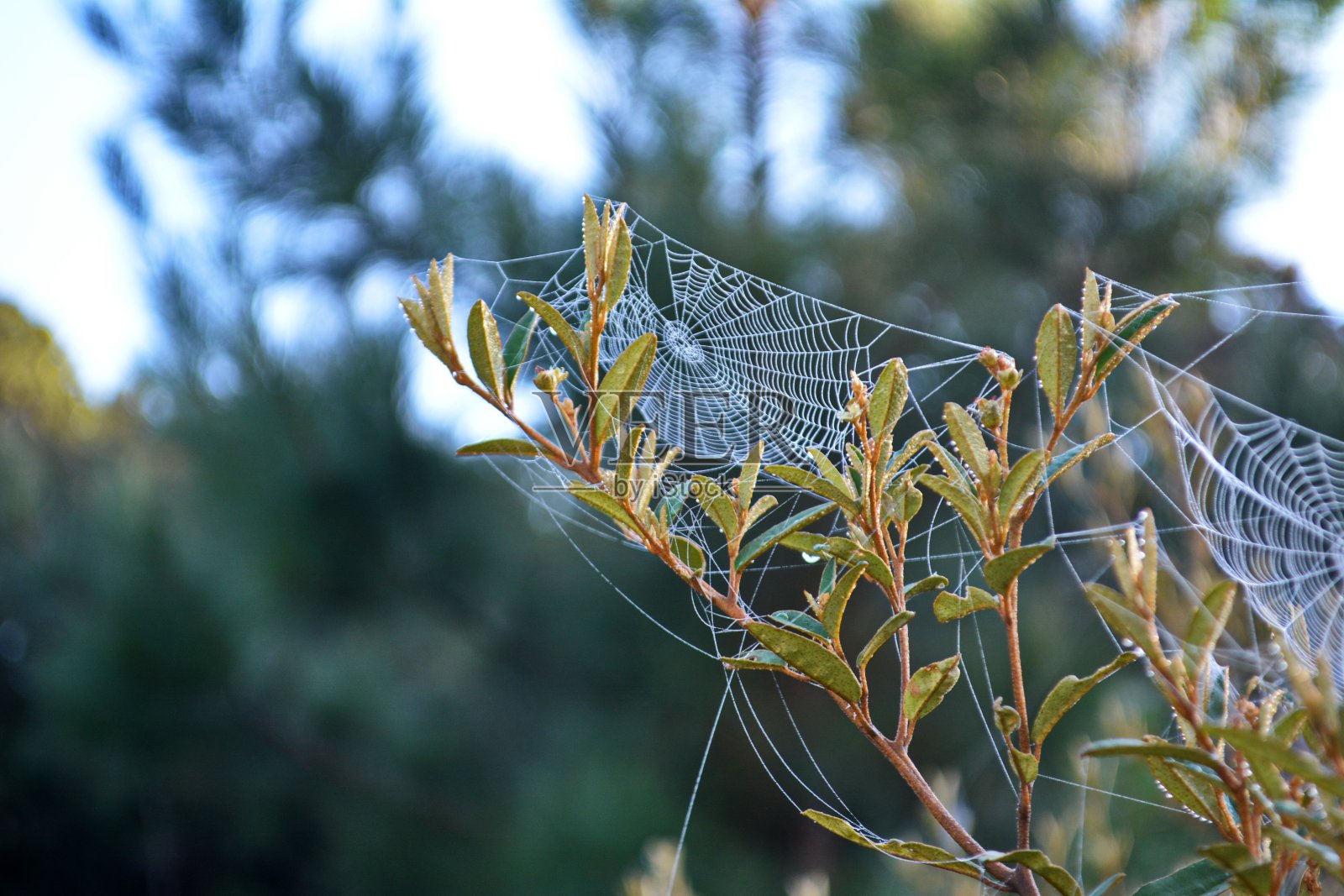 蜘蛛网照片摄影图片