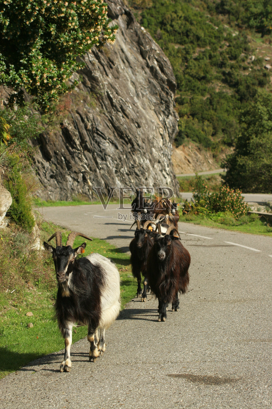在国道上的山羊照片摄影图片