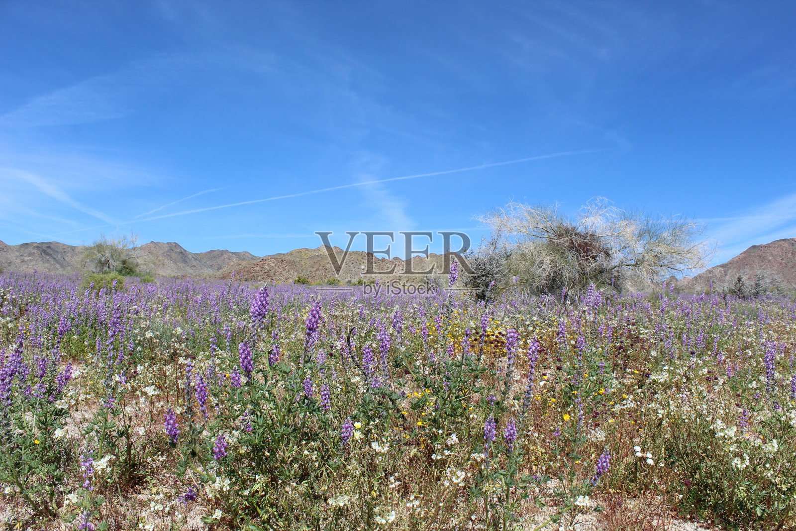 约书亚树国家公园的野花照片摄影图片