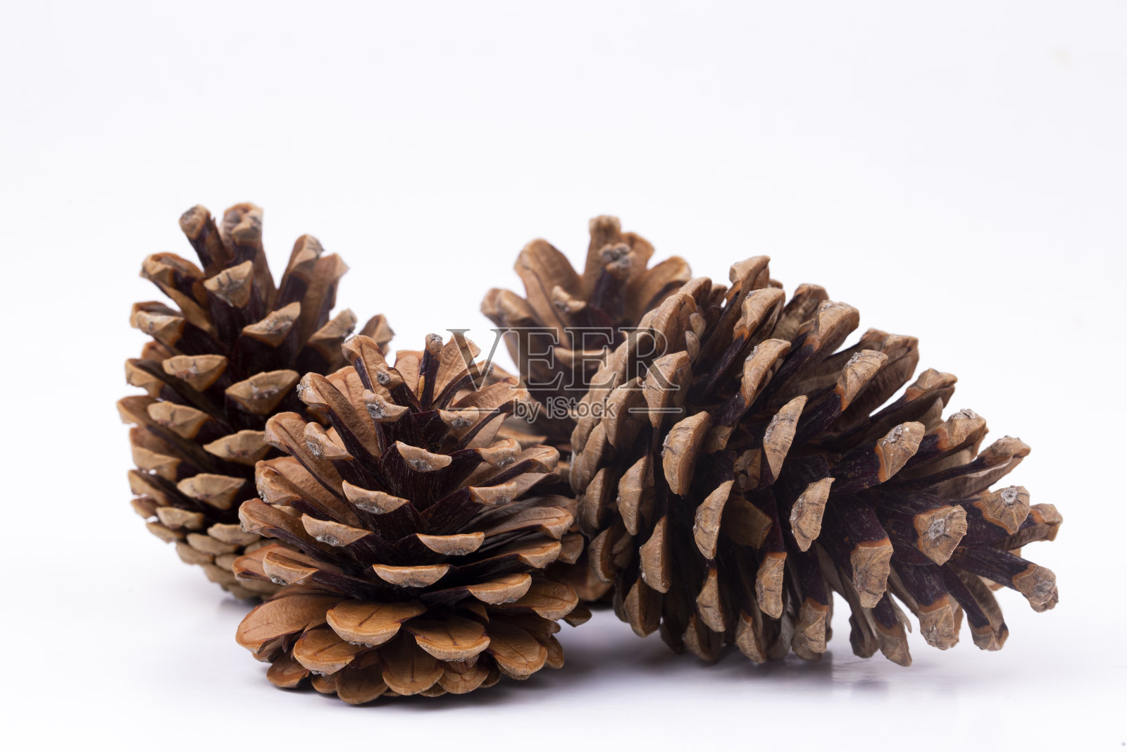 在白色背景上孤立的棕色松果照片摄影图片