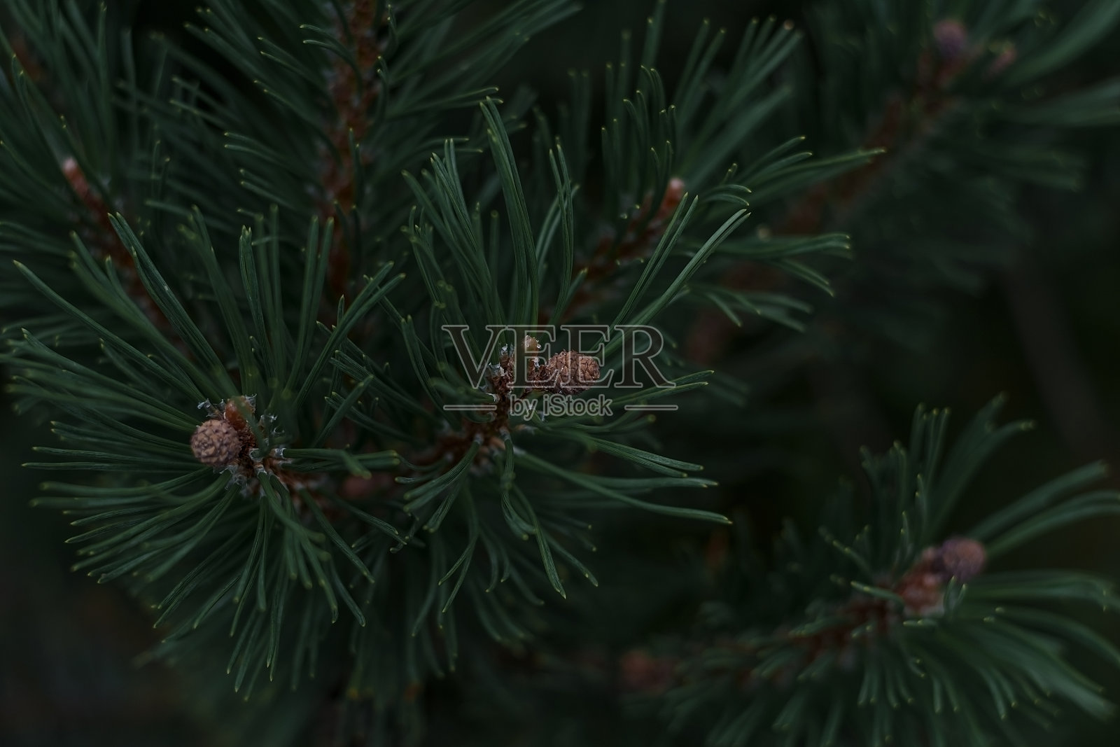 夏天,绿色云杉上的肿块照片摄影图片