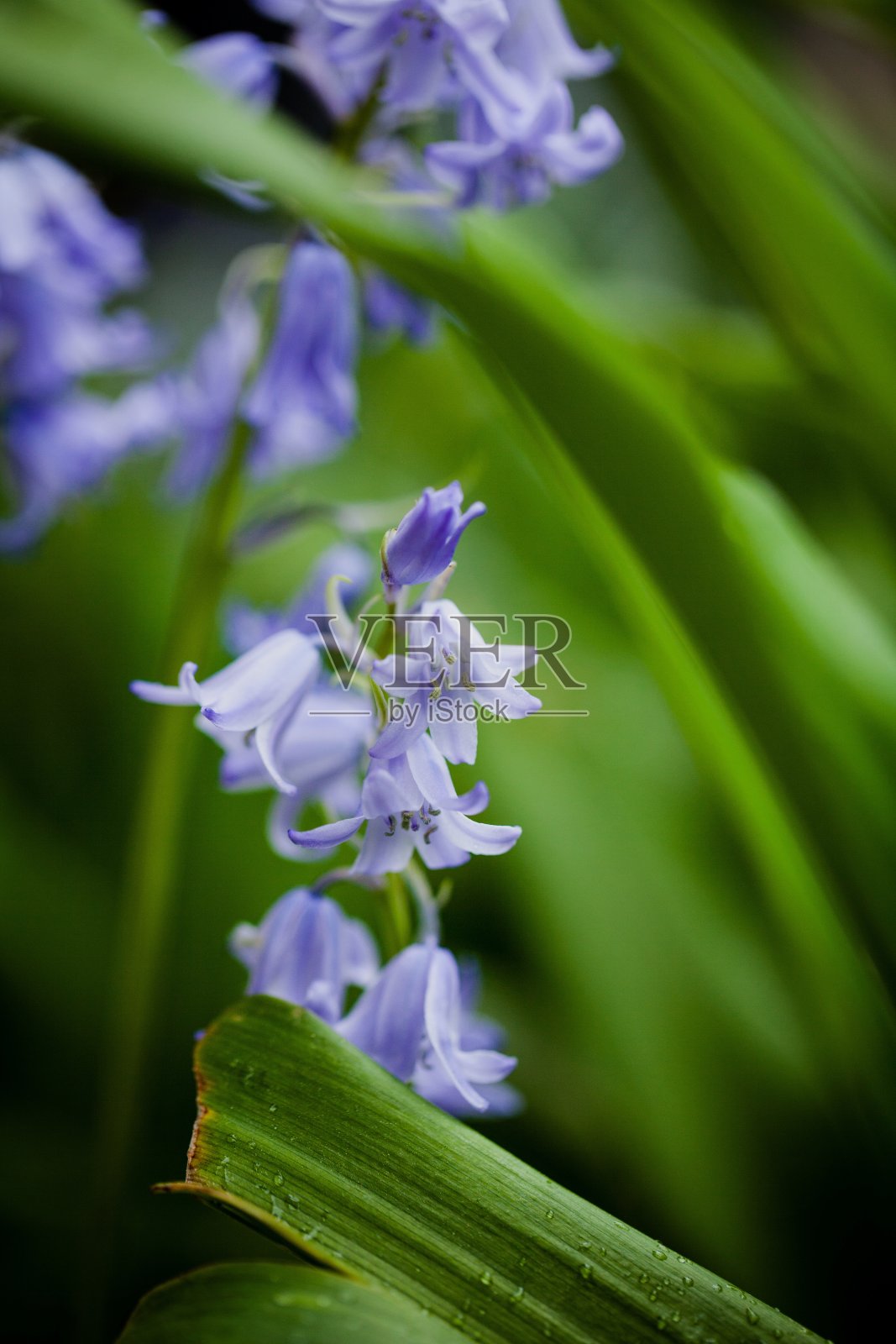 小小的紫色铃铛花和鸢尾花照片摄影图片