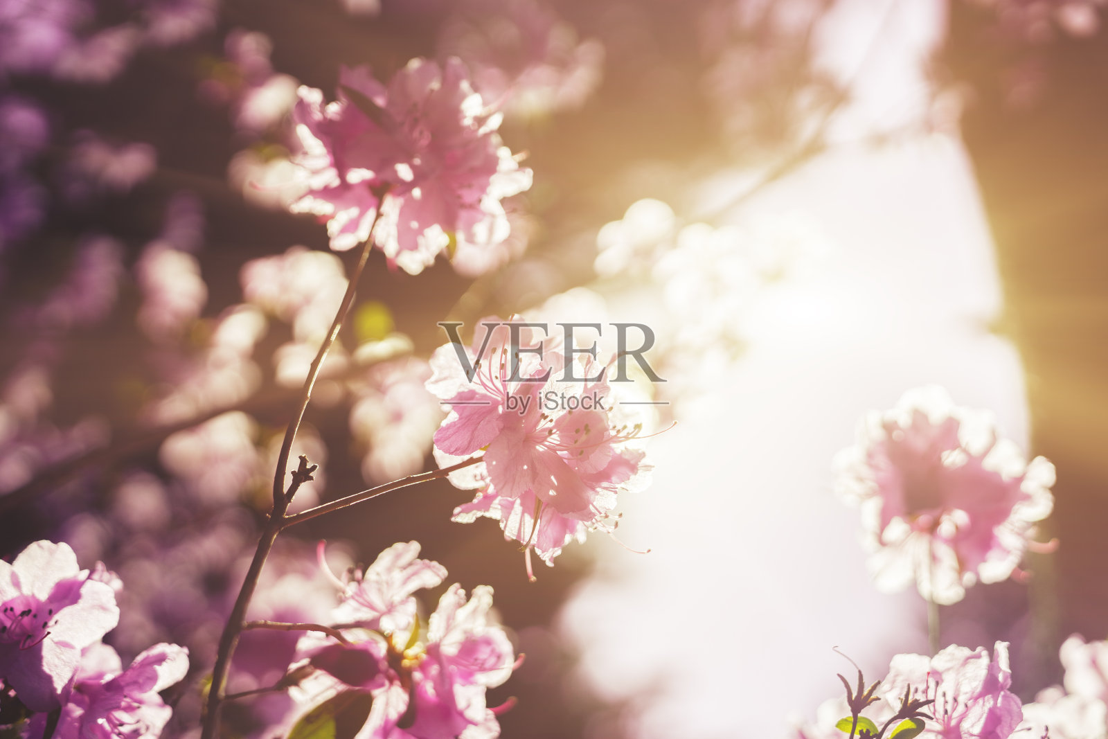 粉红色的花朵在粉红色的天空背景上照片摄影图片