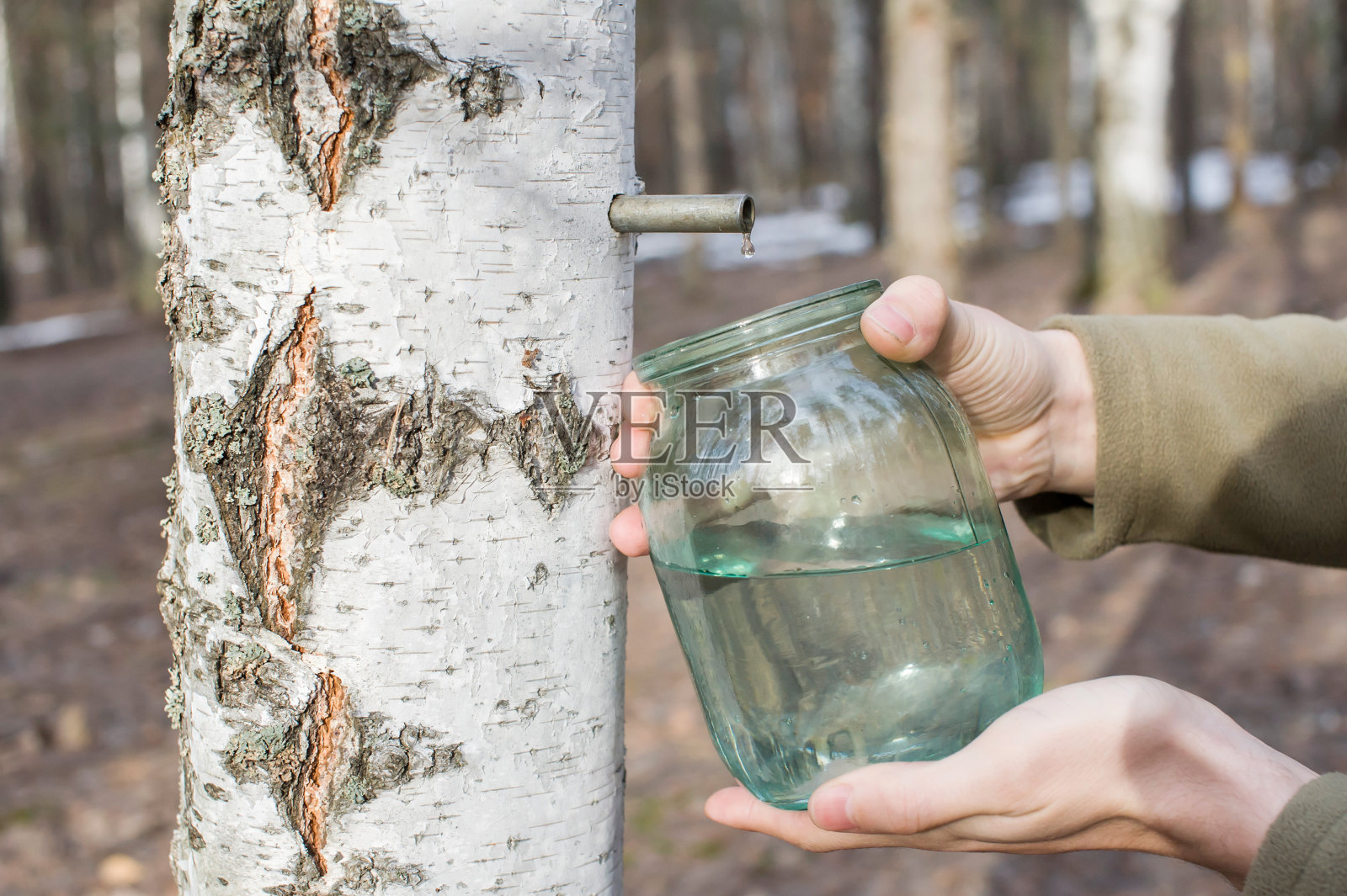 春天,一个男人在森林里收集桦树液照片摄影图片