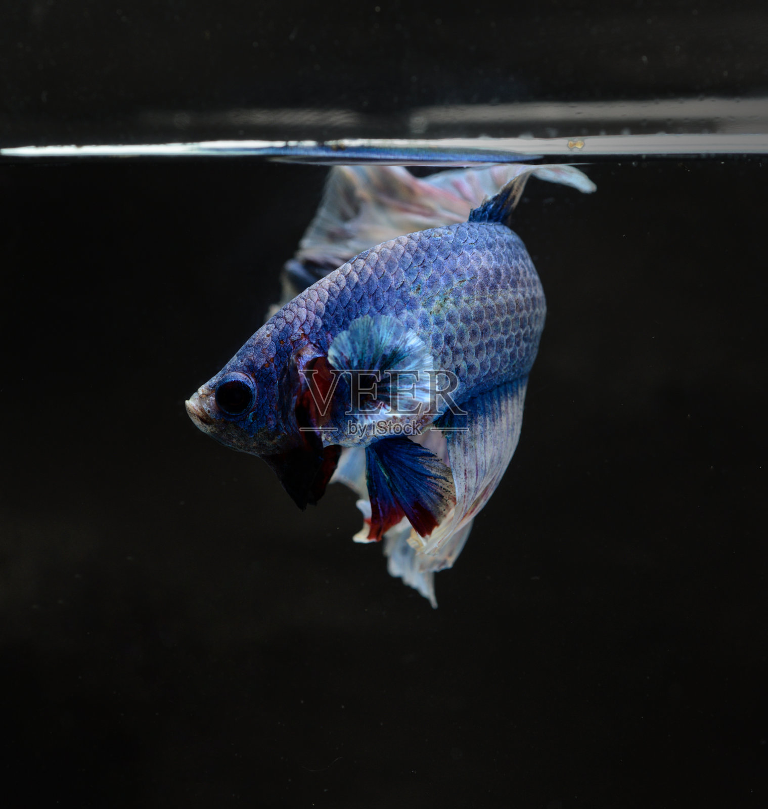 暹罗斗鱼,泰国斗鱼与美丽照片摄影图片