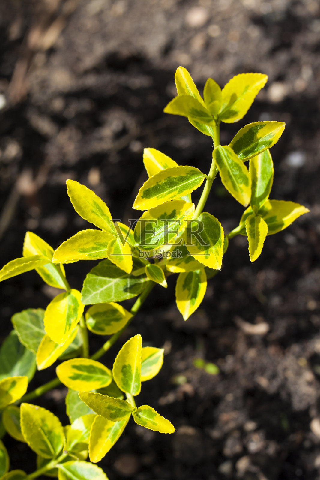 羽卫矛“翡翠”和“黄金”的特写照片摄影图片