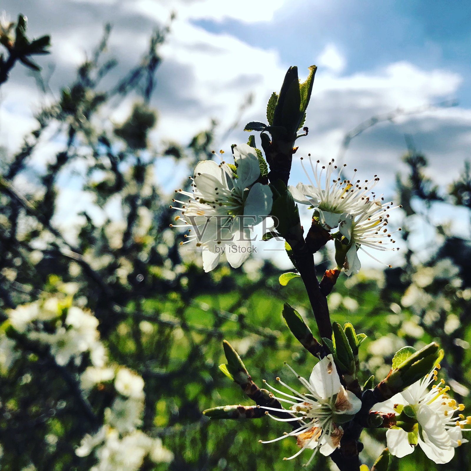 布什开花照片摄影图片