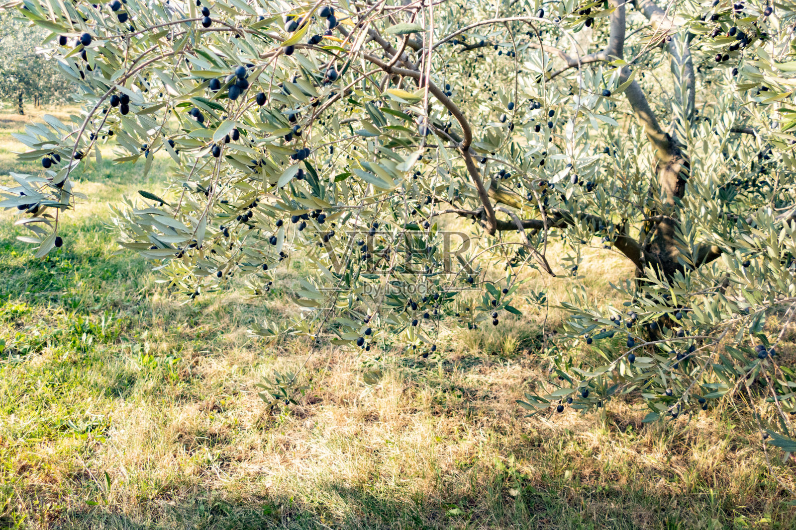 橄榄树果园照片摄影图片