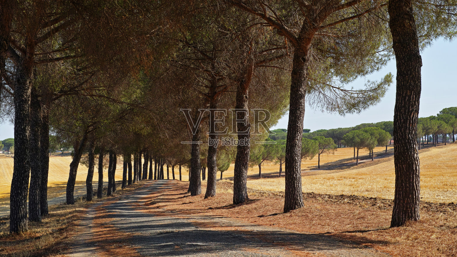 树的街道照片摄影图片