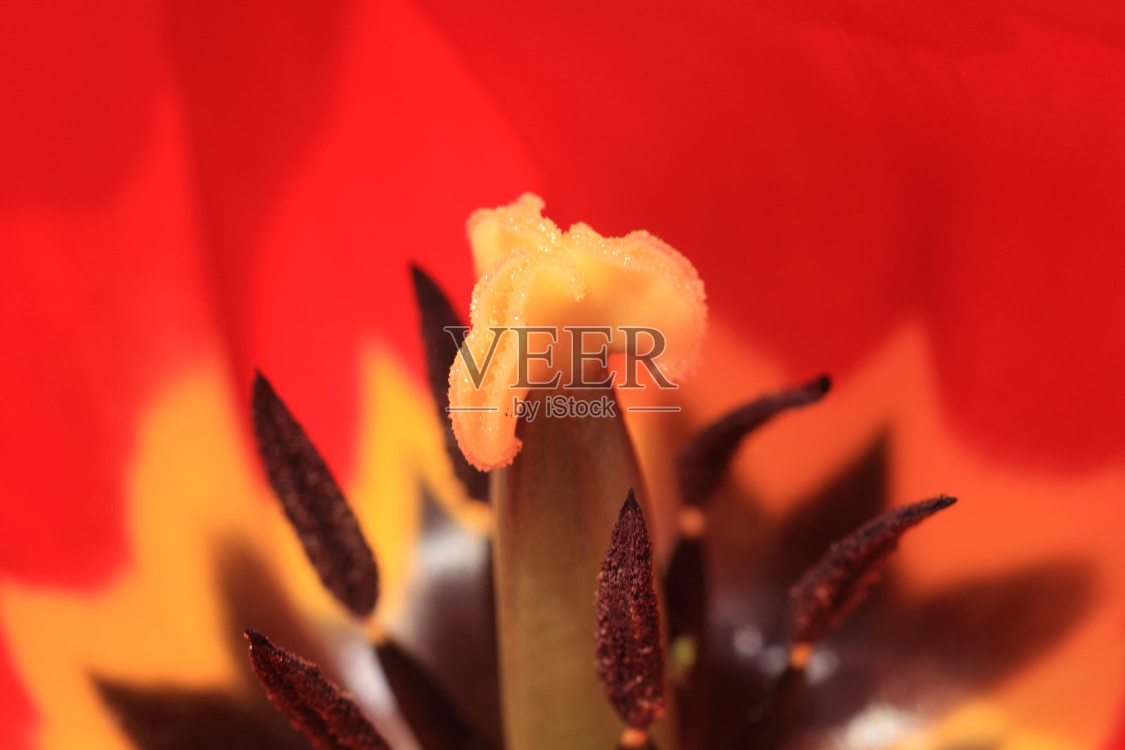 雄蕊和花柱照片摄影图片