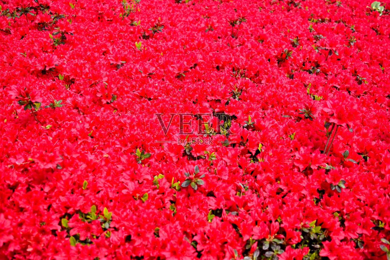 伊豆小室山杜鹃花照片摄影图片