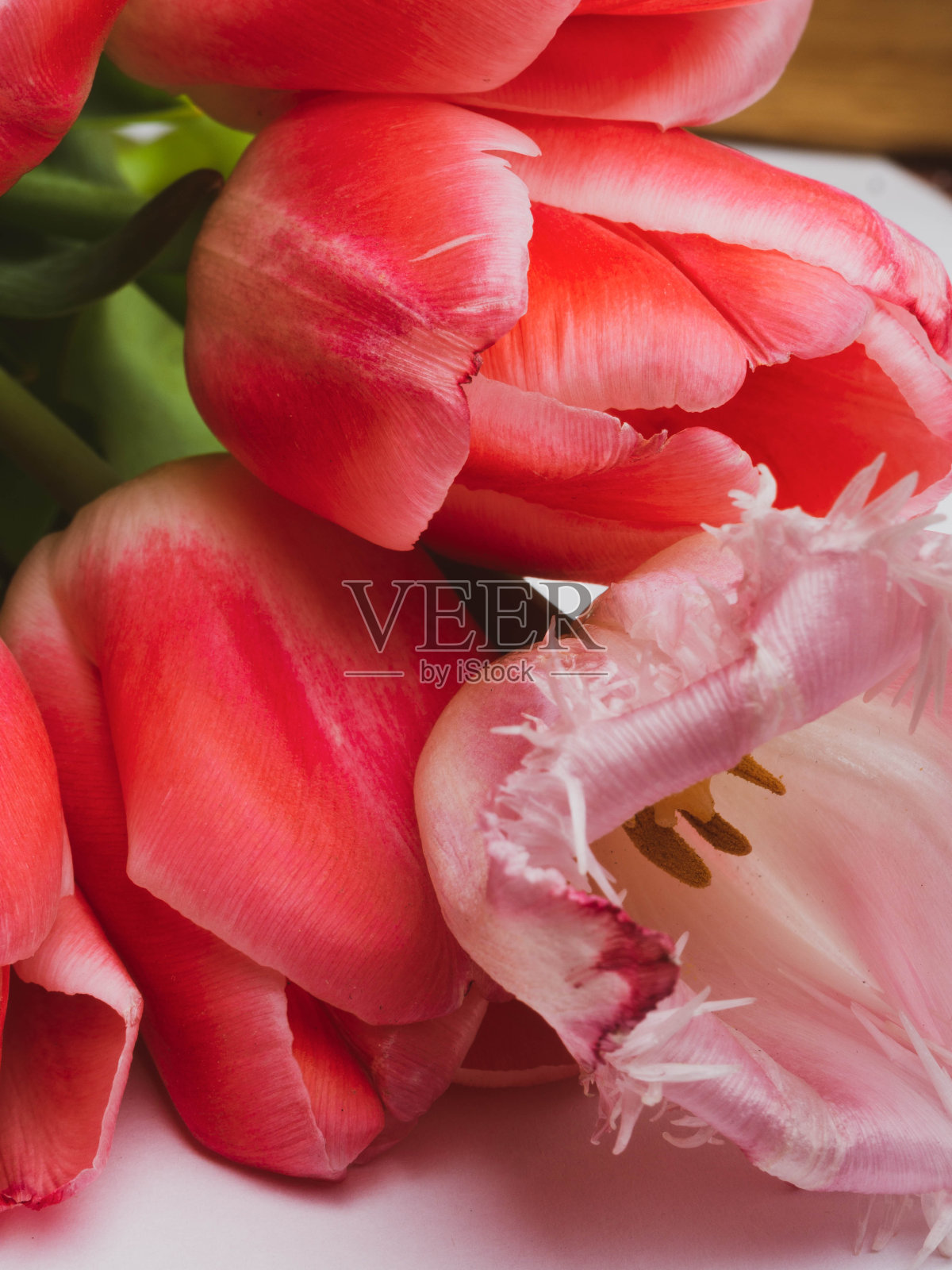 一组淡雅的粉红玫瑰色的春季郁金香。贺卡、贺卡的概念照片摄影图片