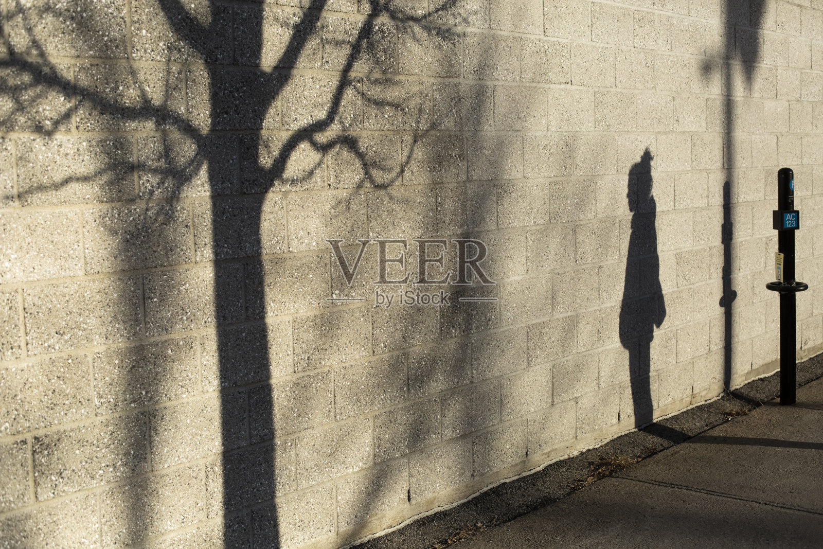 一个女人的影子和墙上的一棵树照片摄影图片