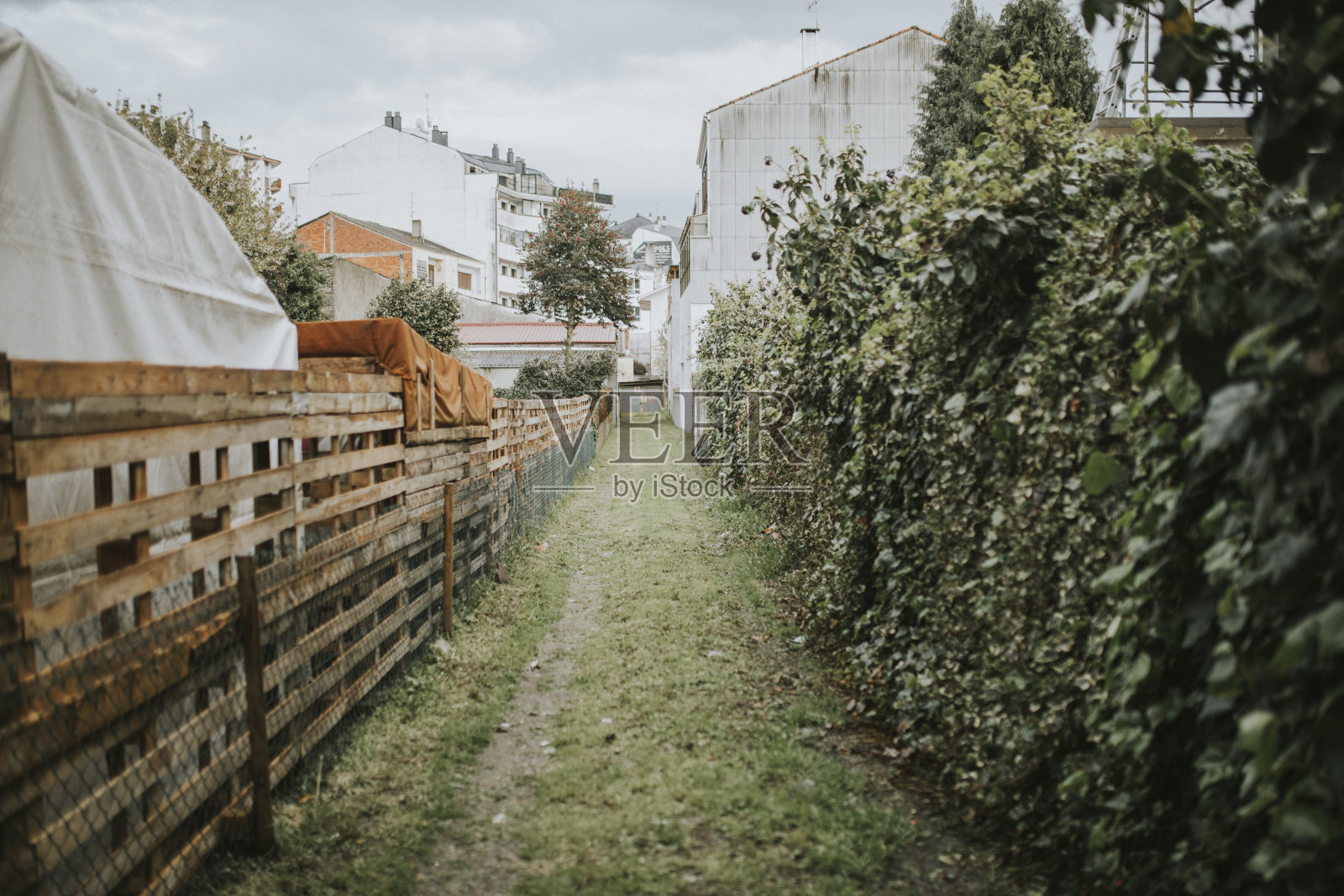 房屋之间的绿色小路。照片摄影图片