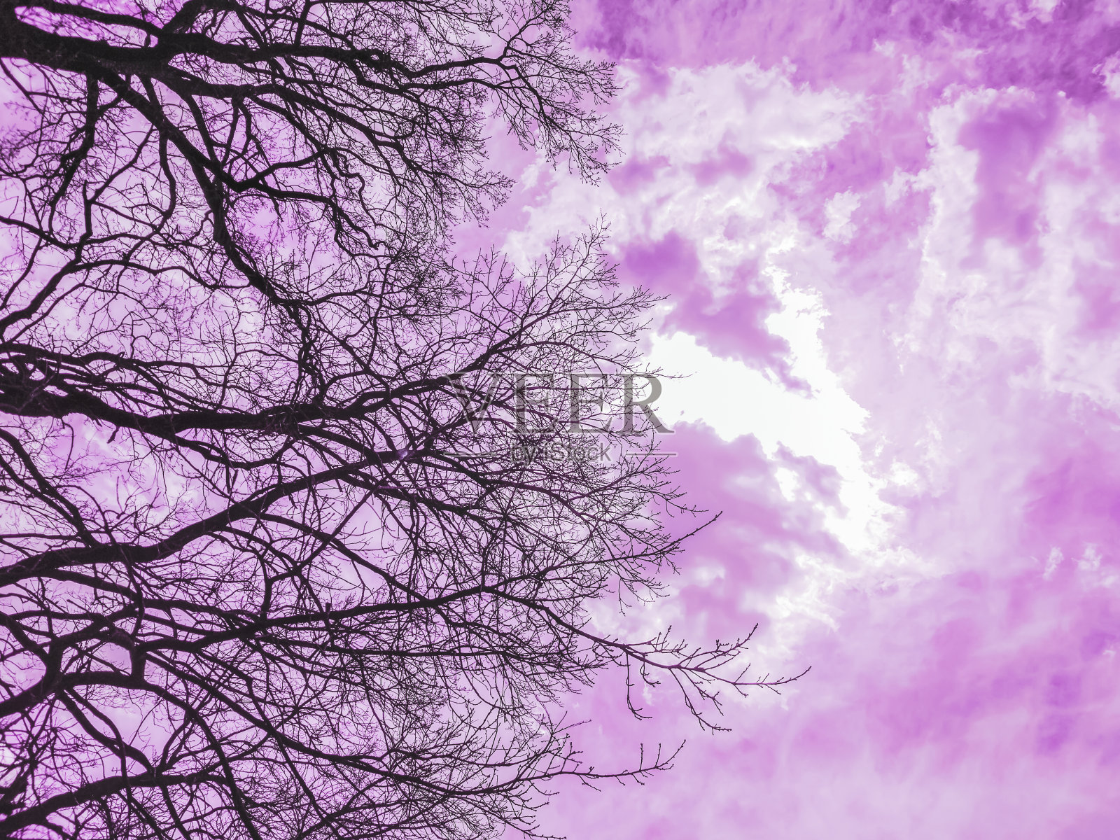光秃秃的树枝的剪影映衬着戏剧性的多云的粉红色天空,神秘的形象照片摄影图片