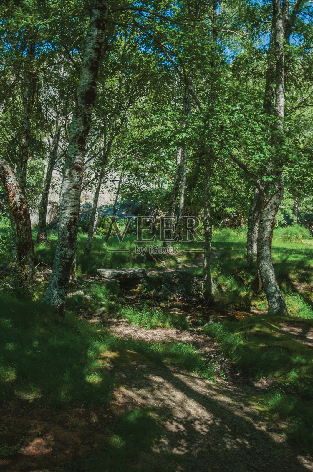 在一个阳光明媚的日子里,一条小溪流过一片茂密的树林照片摄影图片