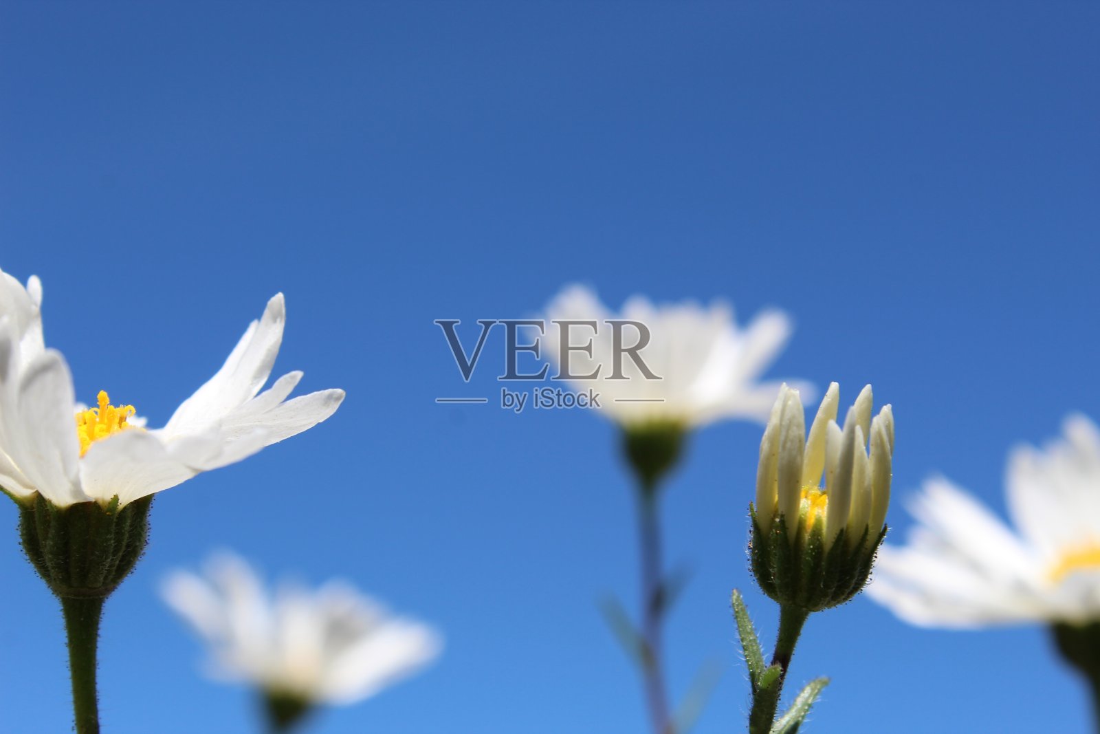 整洁的苦工 - 29棕榈 - 033019 B照片摄影图片