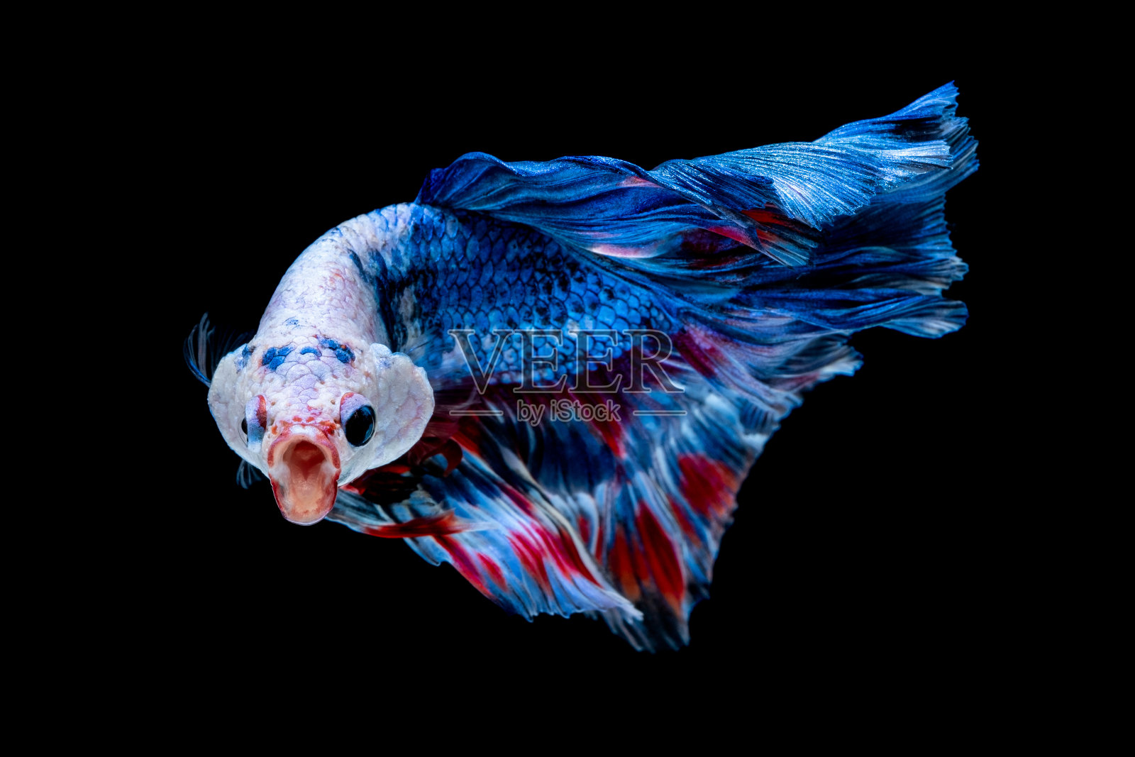 鱼缸里的斗鱼照片摄影图片