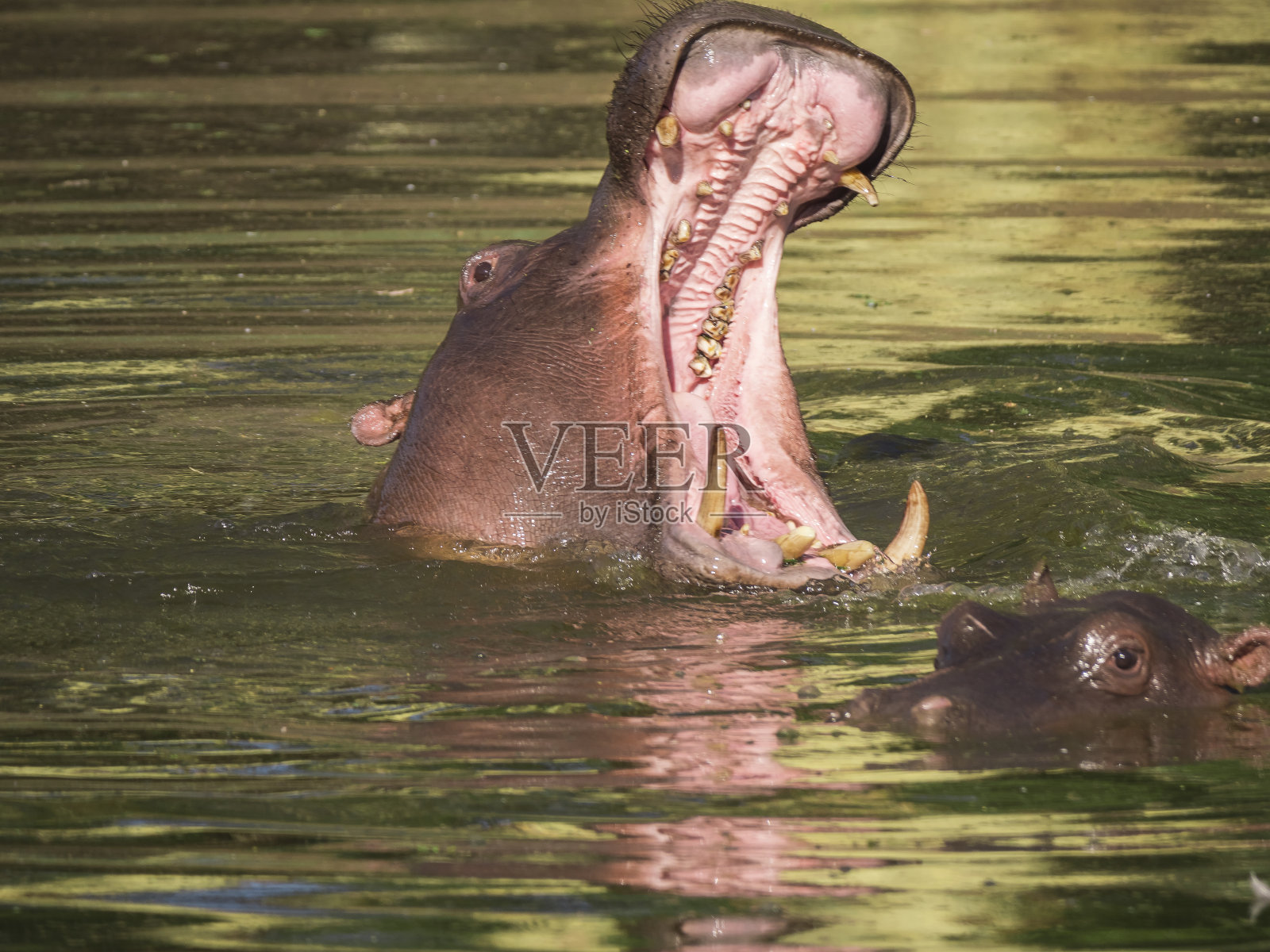 河马在水中照片摄影图片