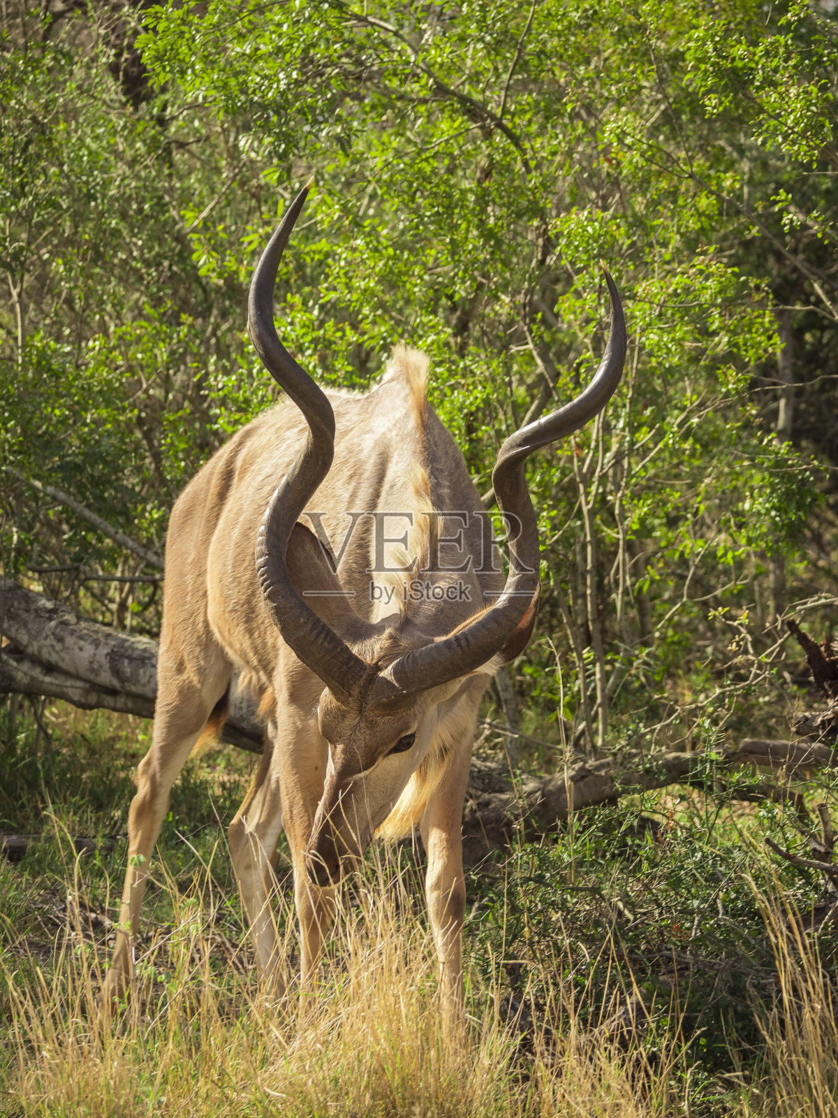 羚羊在灌木丛中吃草照片摄影图片