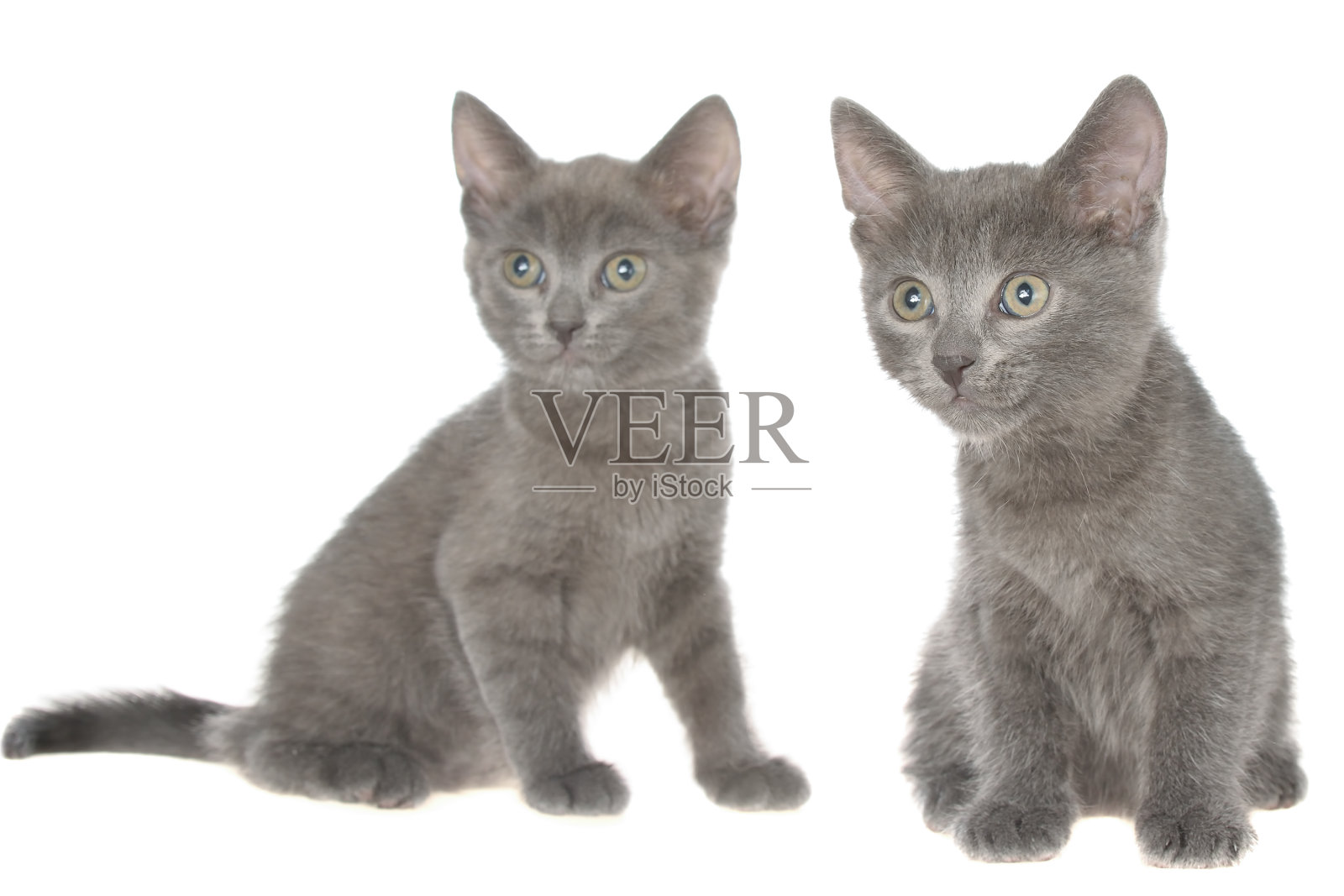两只灰色的小短毛小猫孤立地坐着照片摄影图片
