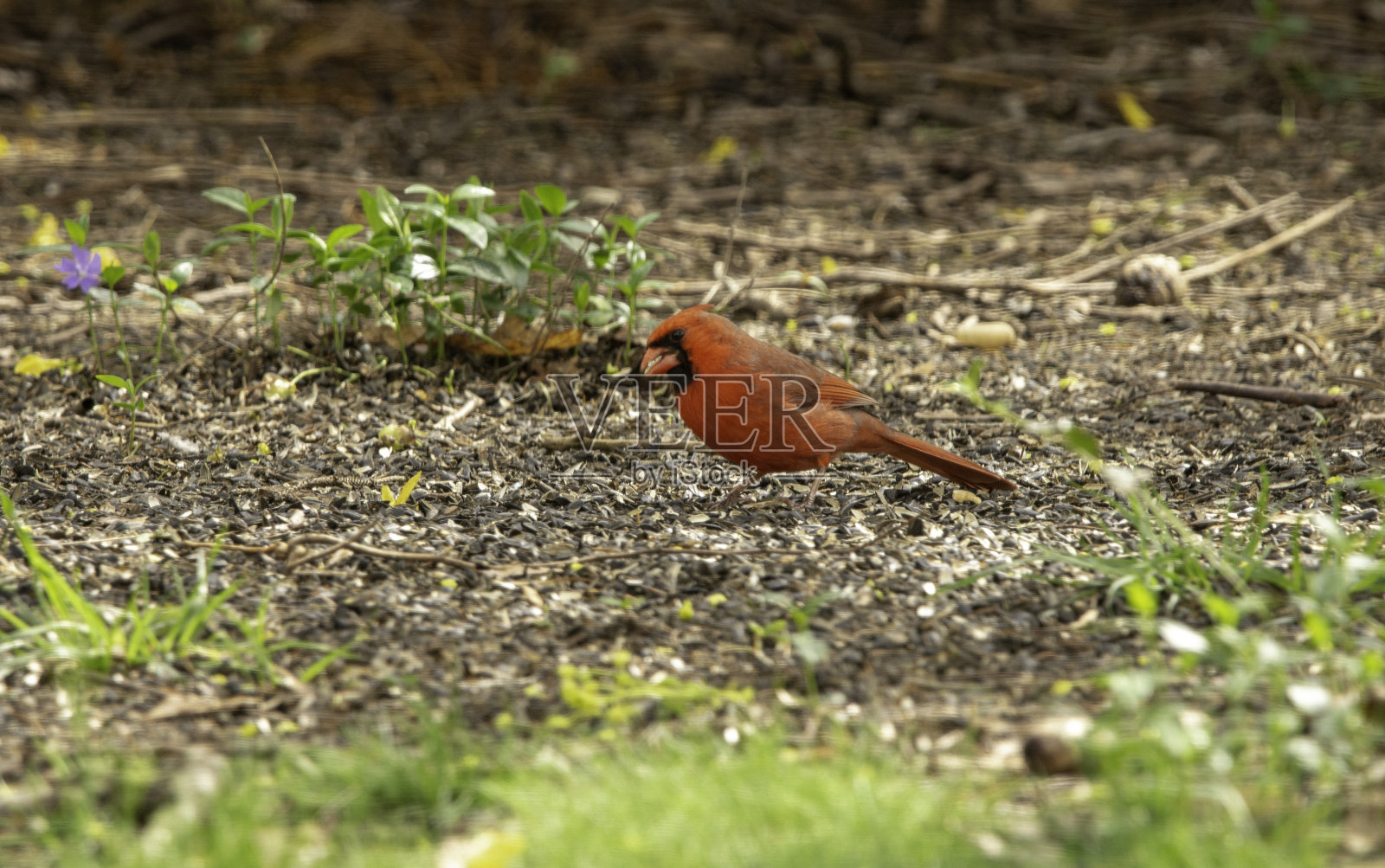 雄性北方 红衣凤头鸟吃种子#4照片摄影图片