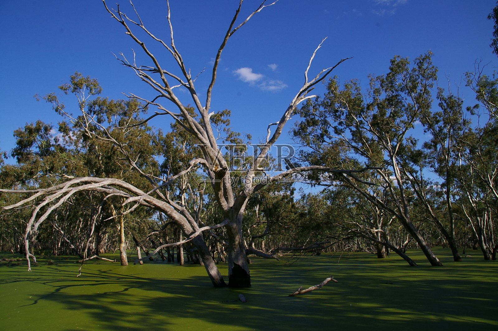 湿地还活着照片摄影图片