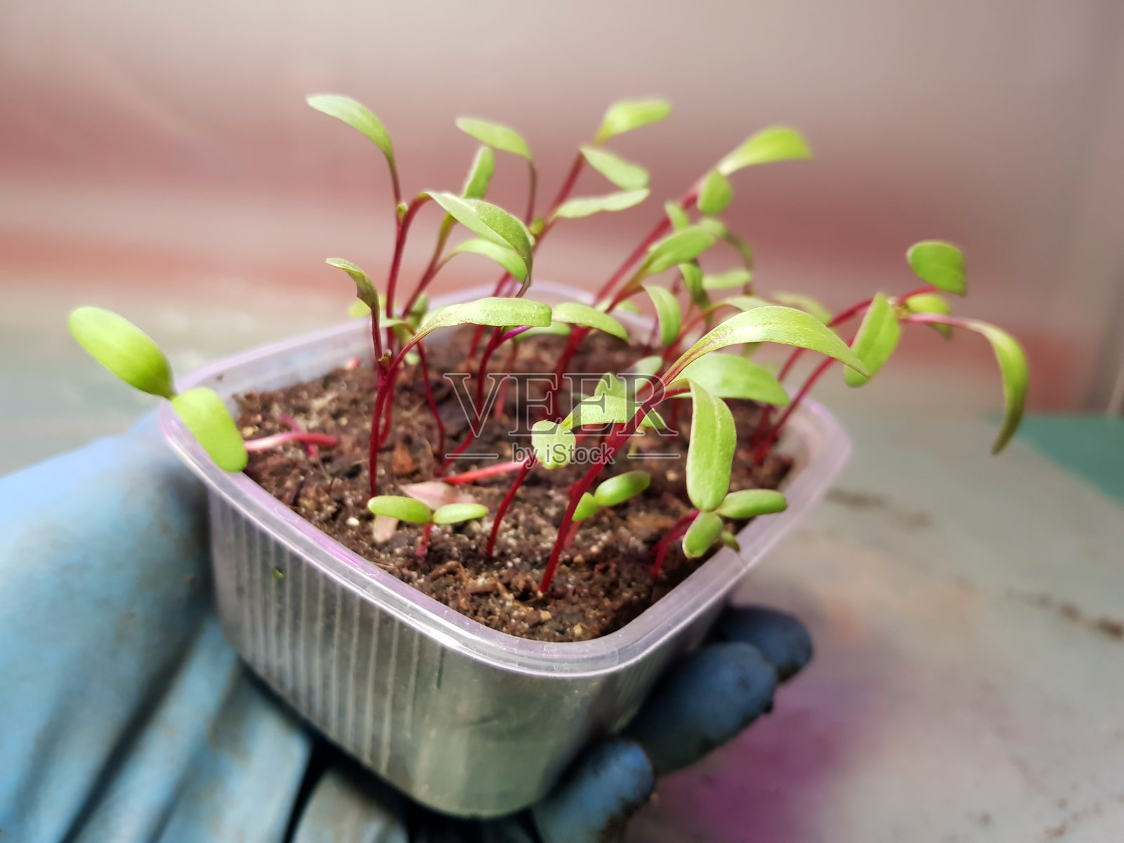幼苗-非常漂亮的甜菜幼苗在一个锅在手套的手照片摄影图片