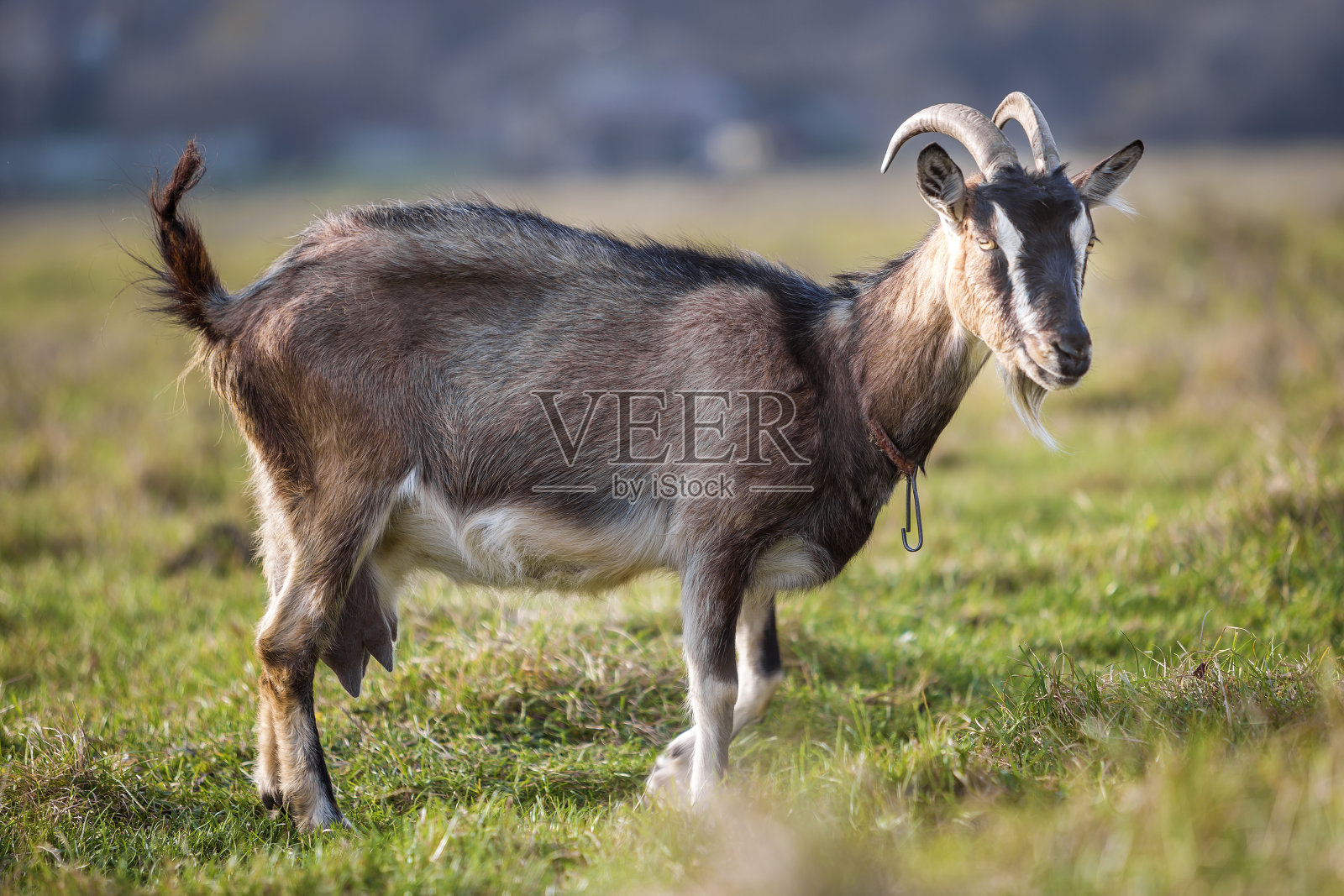 漂亮的白棕色多毛山羊长角和胡子在明亮的阳光温暖的夏天在模糊的绿色草地背景。家畜养殖概念。照片摄影图片