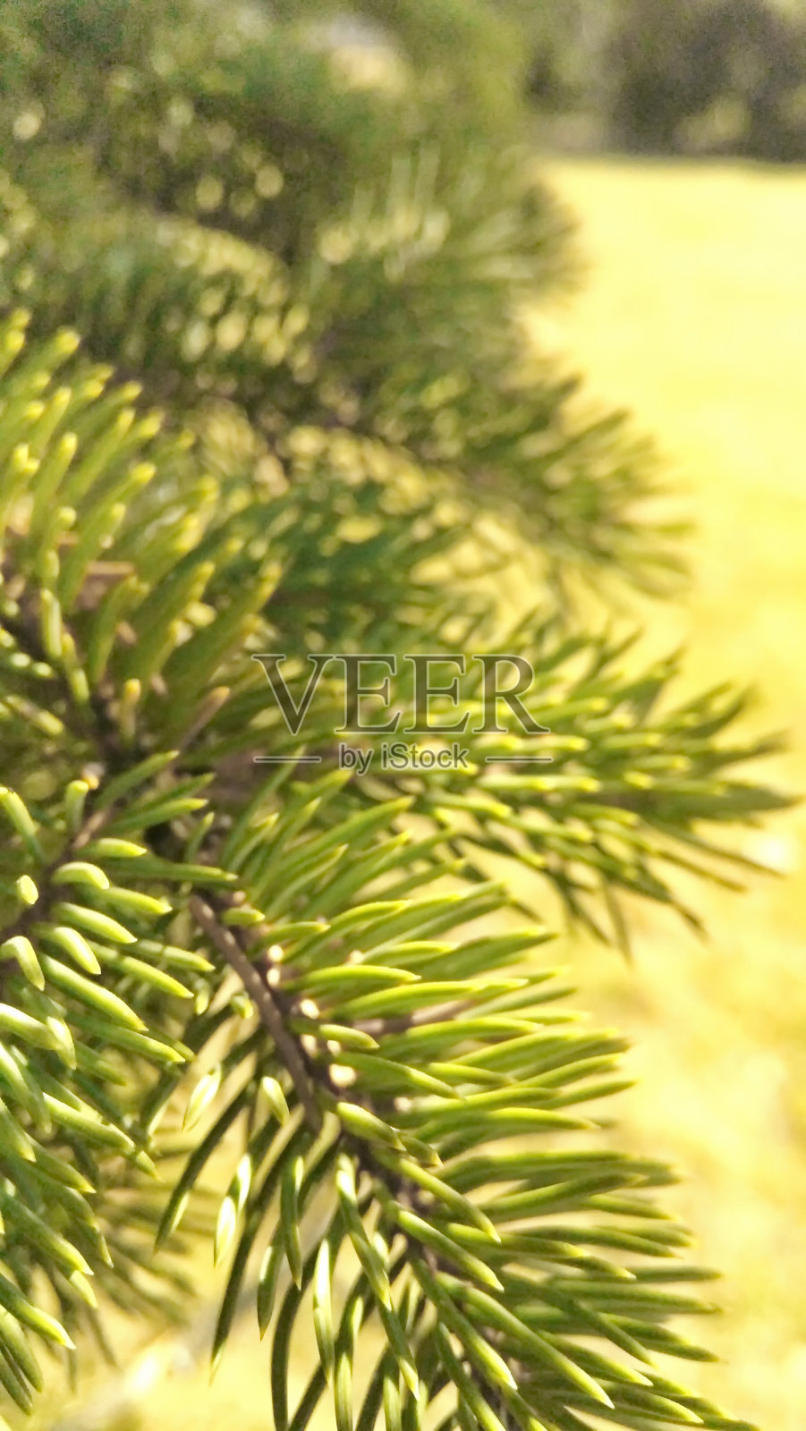 树枝上的针大快乐的春天照片摄影图片