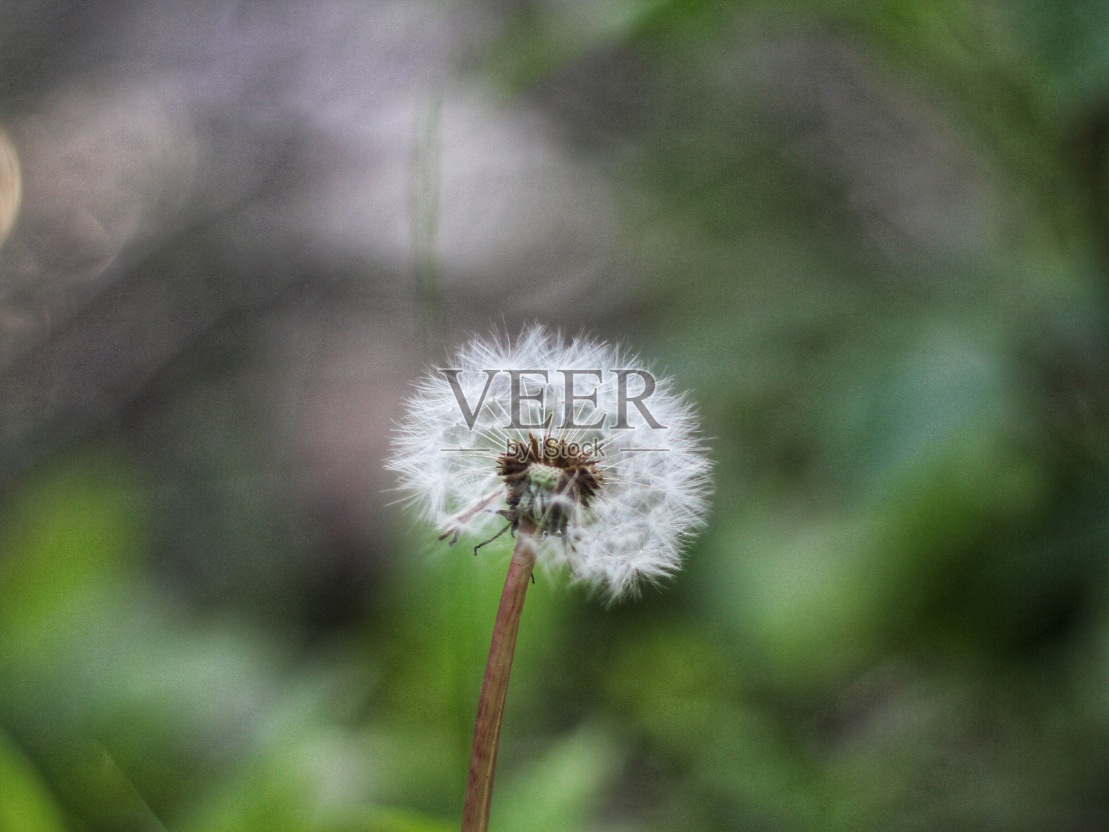 许个愿照片摄影图片