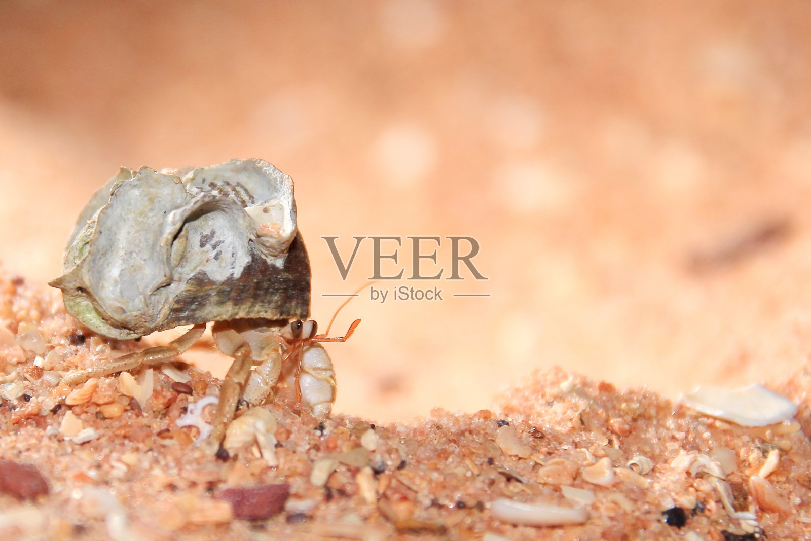 澳大利亚寄居蟹照片摄影图片