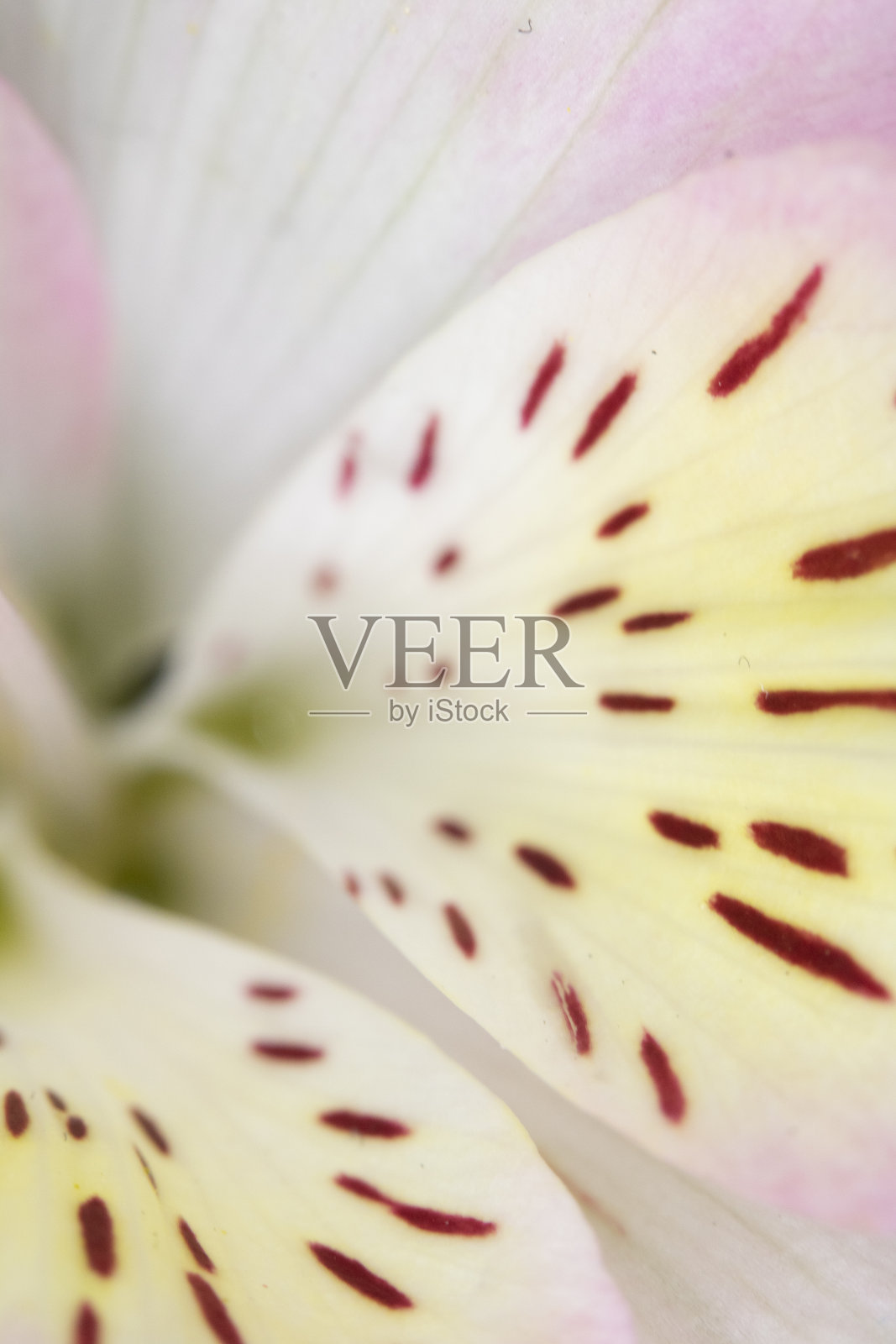 秘鲁白色和粉红色百合在黑色的背景照片摄影图片