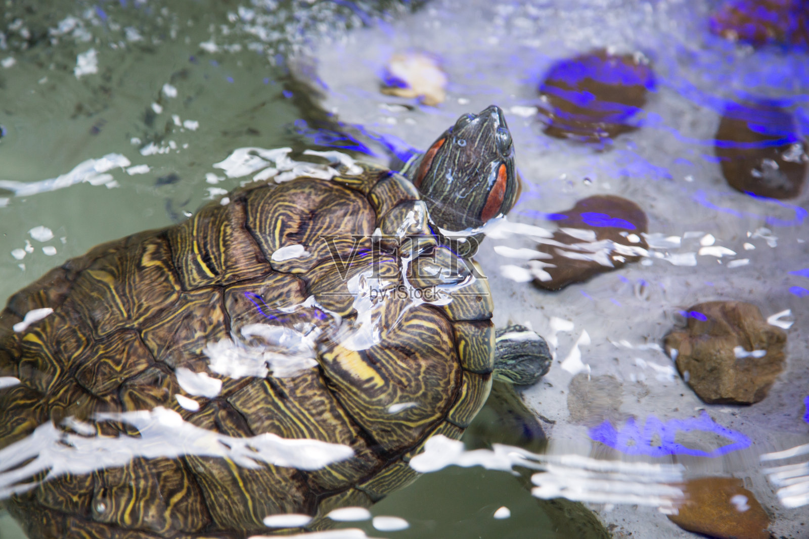 马来西亚:红耳滑块照片摄影图片