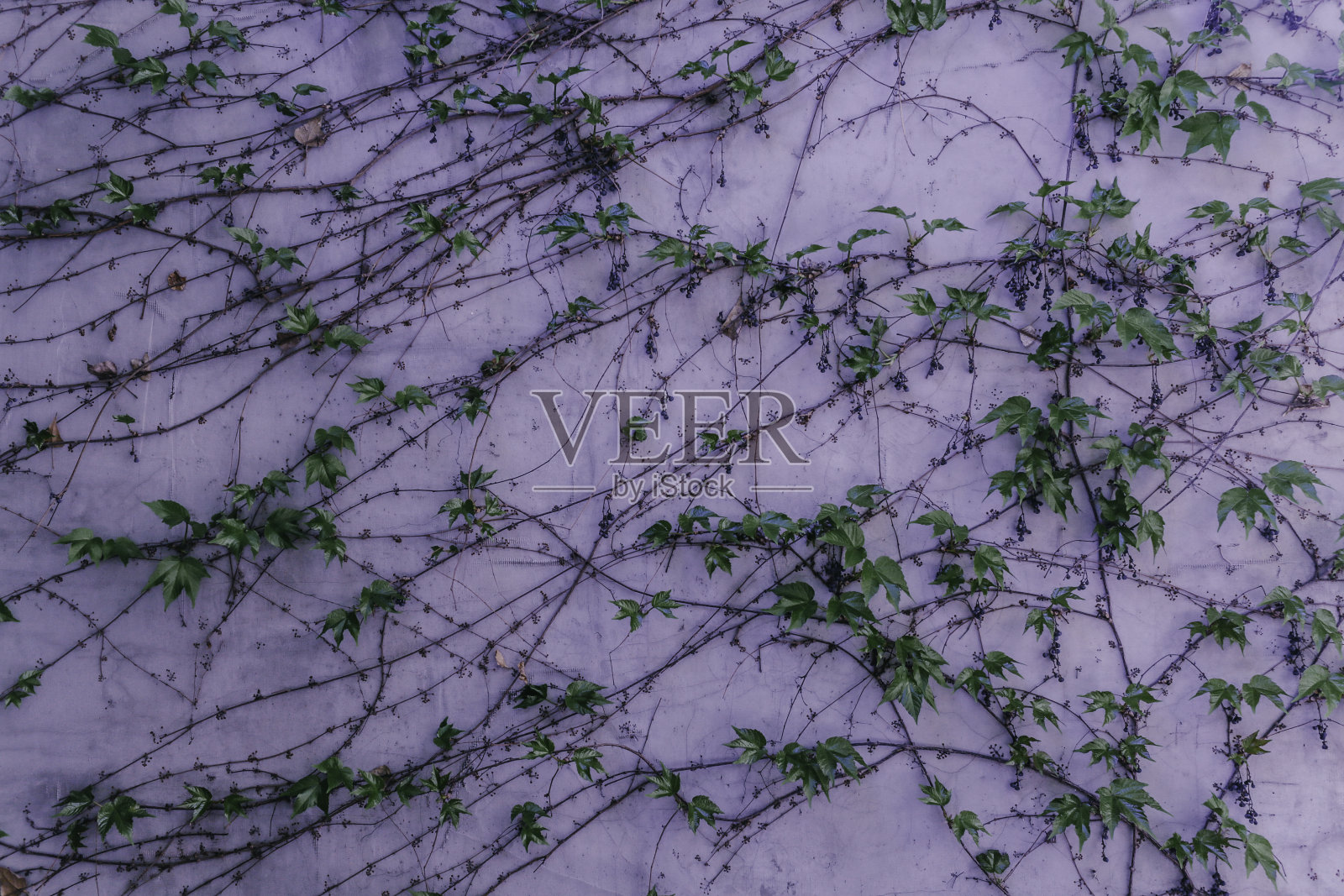 爬满常春藤的墙照片摄影图片