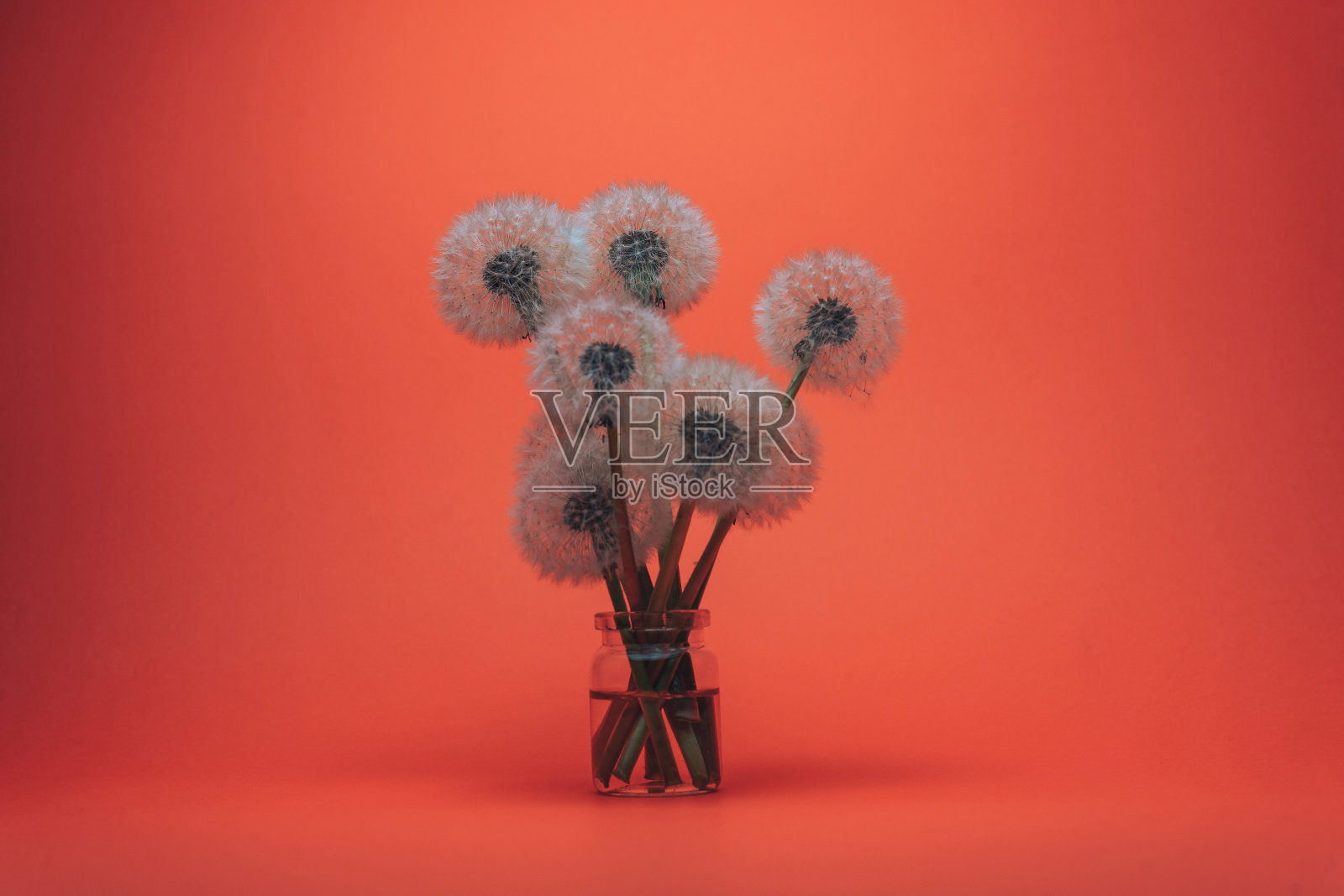 珊瑚橙色背景上的玻璃花瓶里美丽的danelion。照片摄影图片