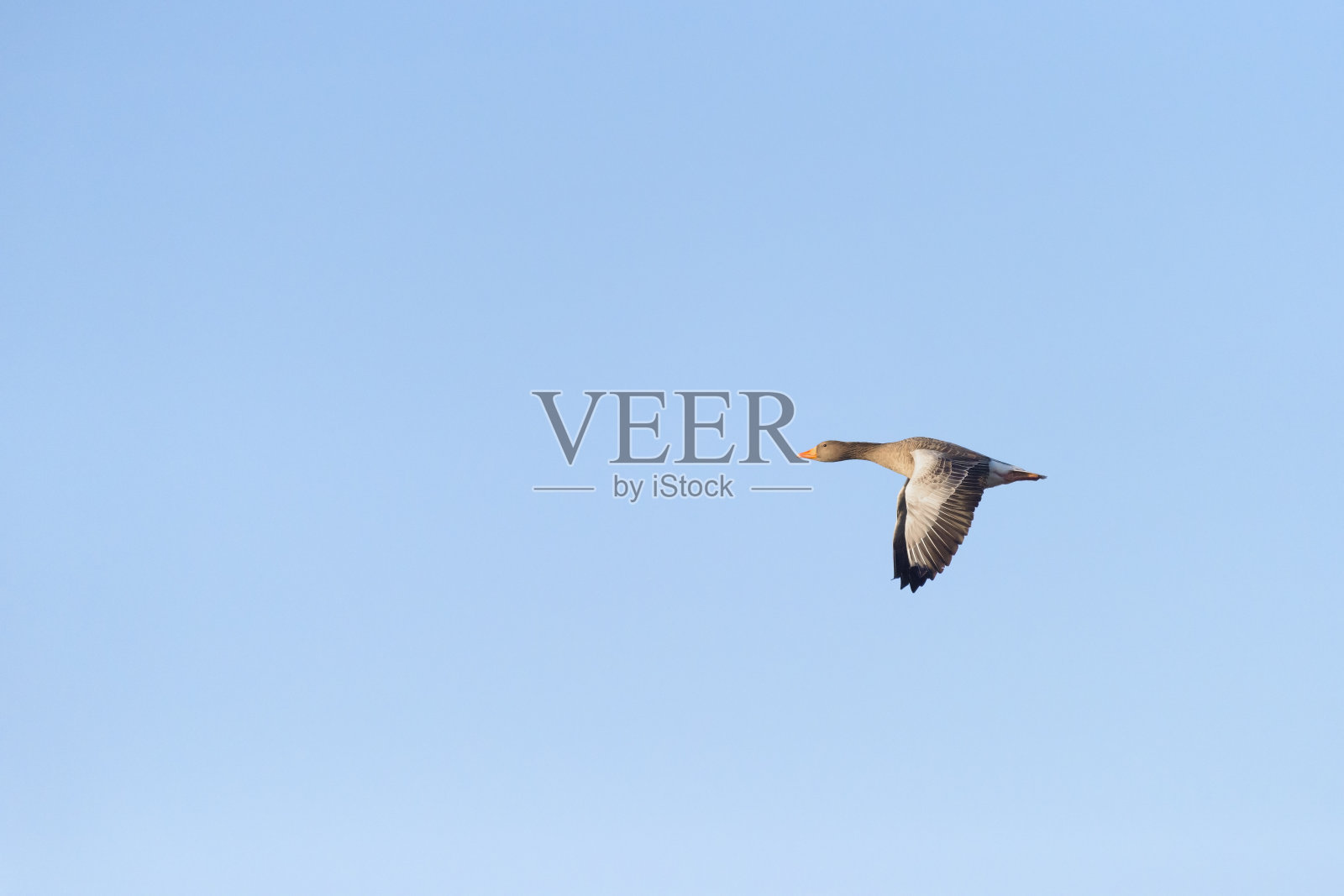 灰雁飞鹅照片摄影图片