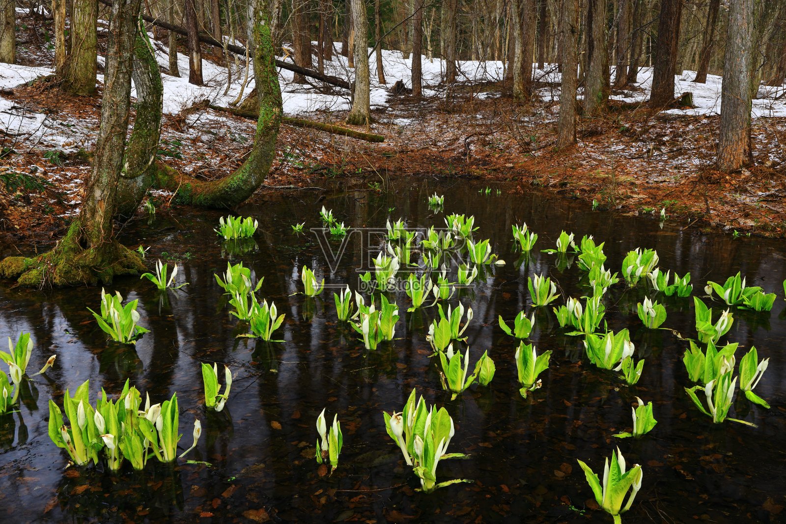 在水边绽放的喷泉照片摄影图片